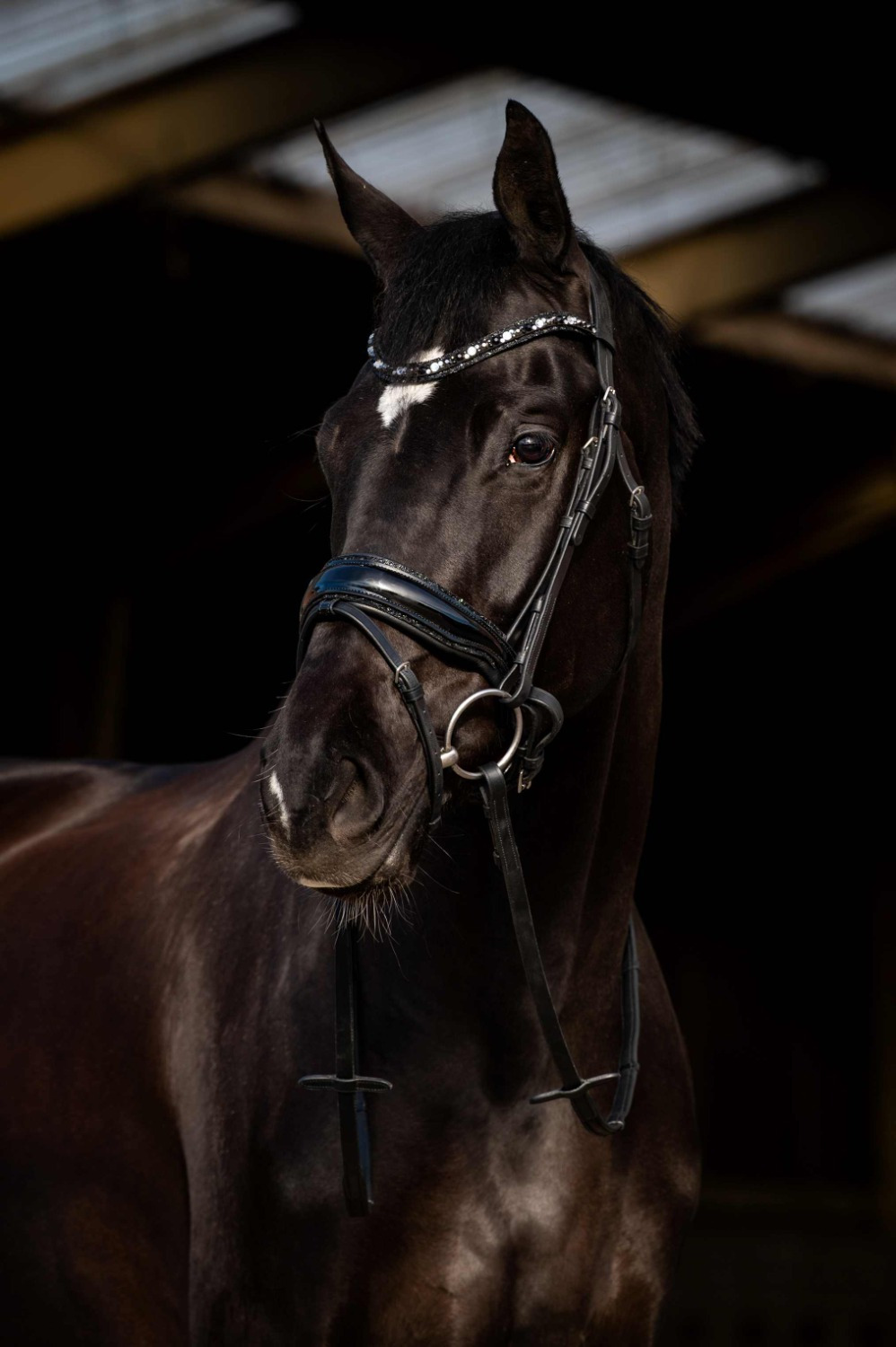 HB Showtime Bridle Dark Eagle