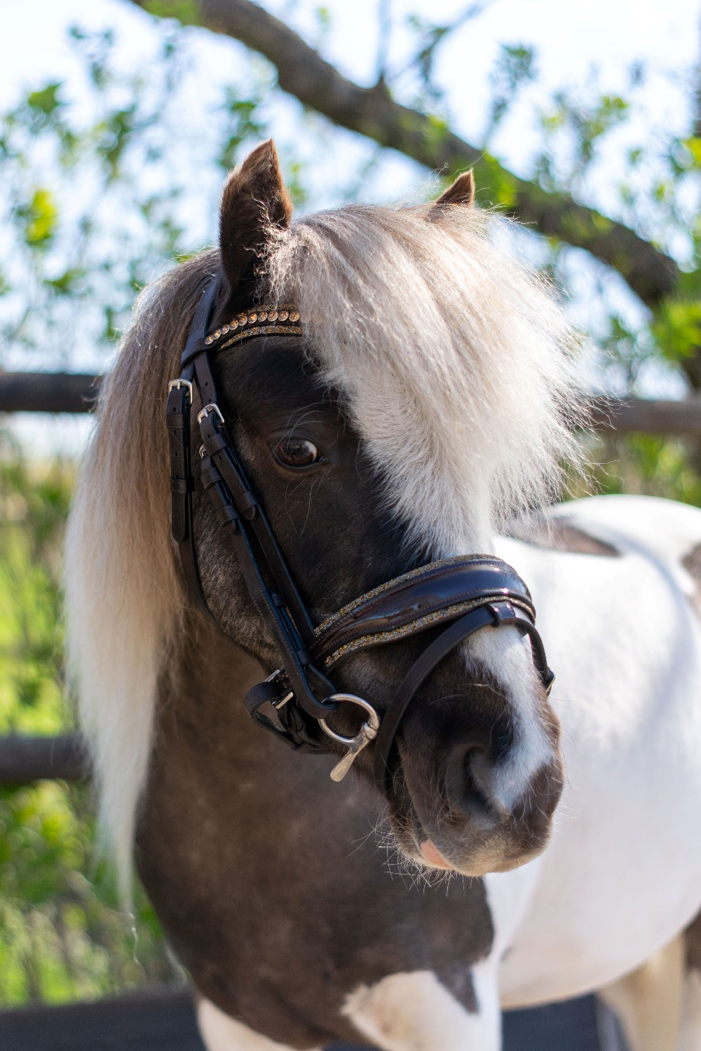 HB Showtime Bridle Welsh Rocky Glitter