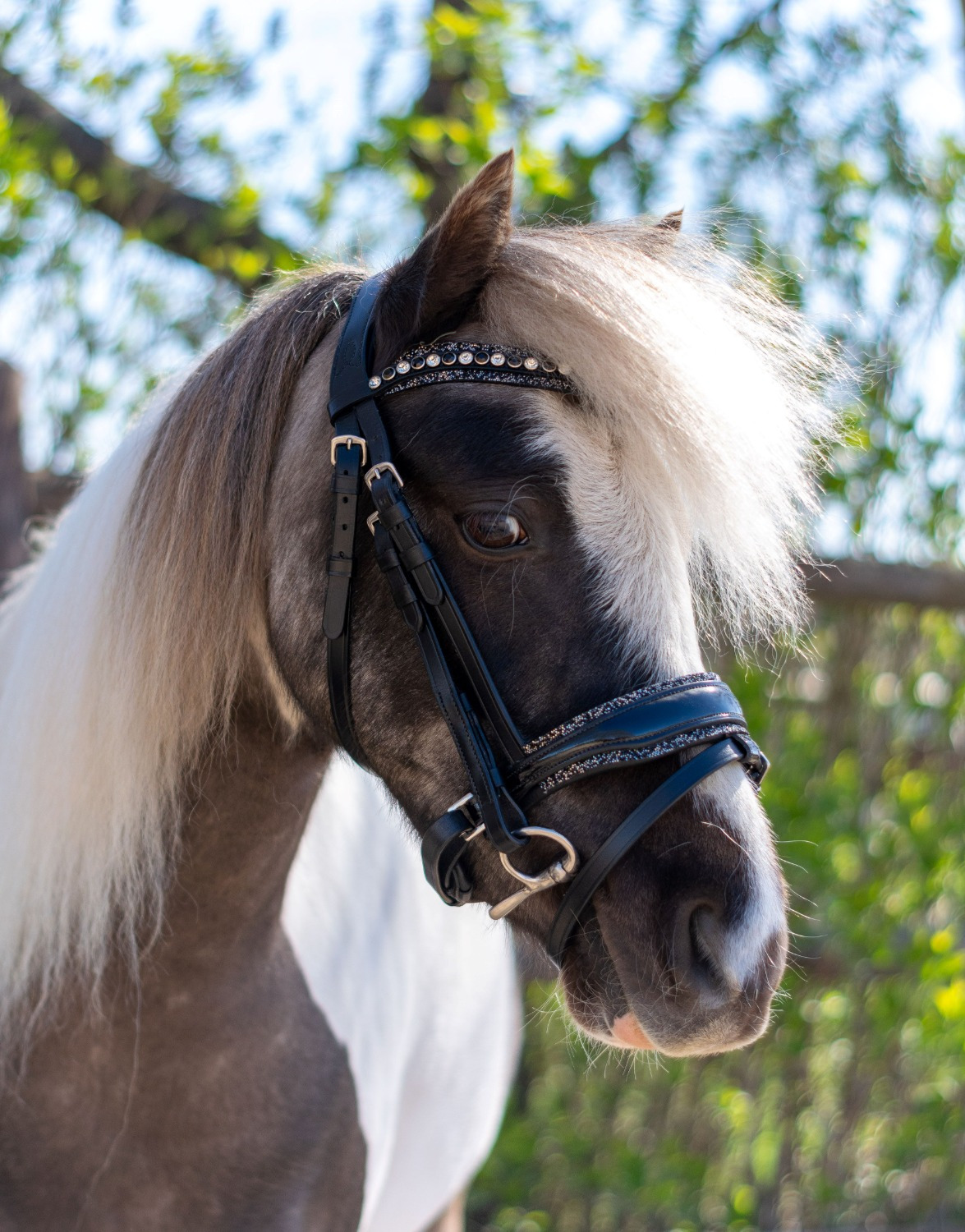 HB Showtime Bridle Welsh Rocky Glitter