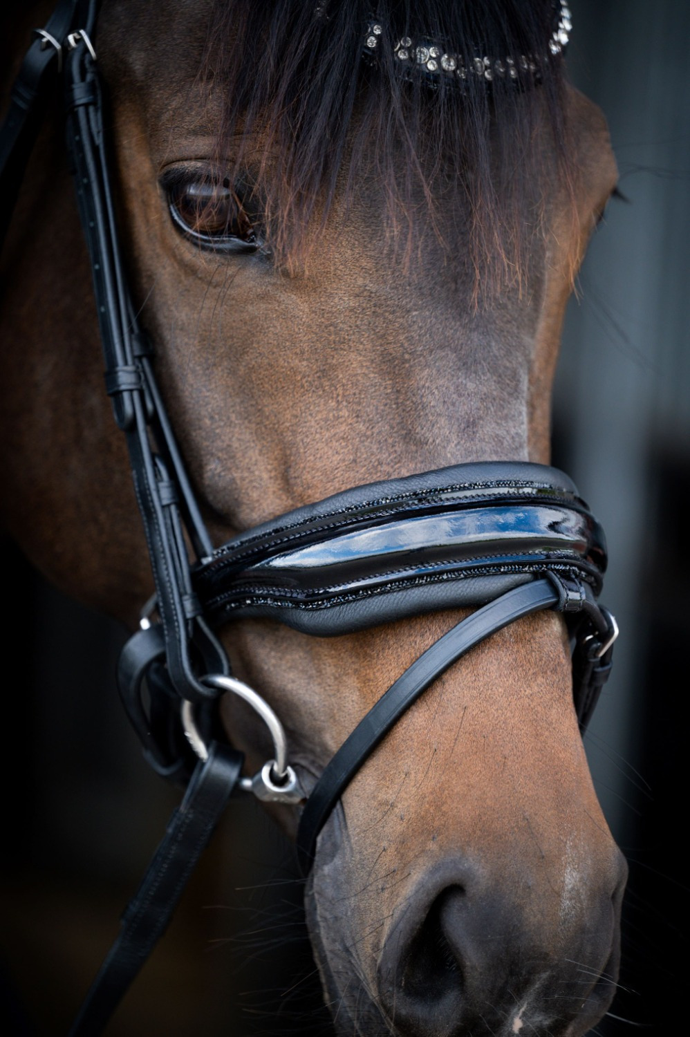 HB Showtime Stockholm Bridle