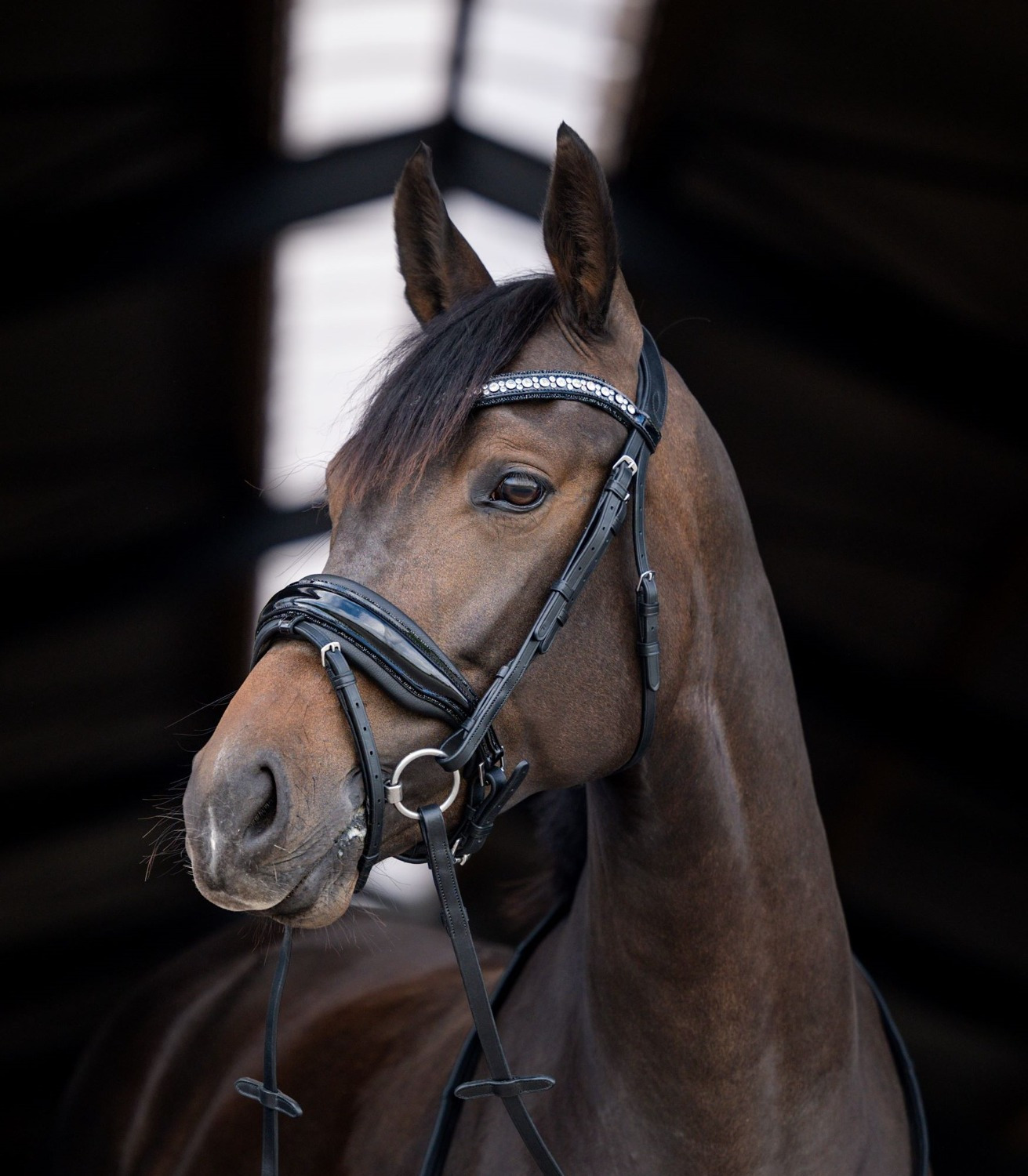 HB Showtime Stockholm Bridle
