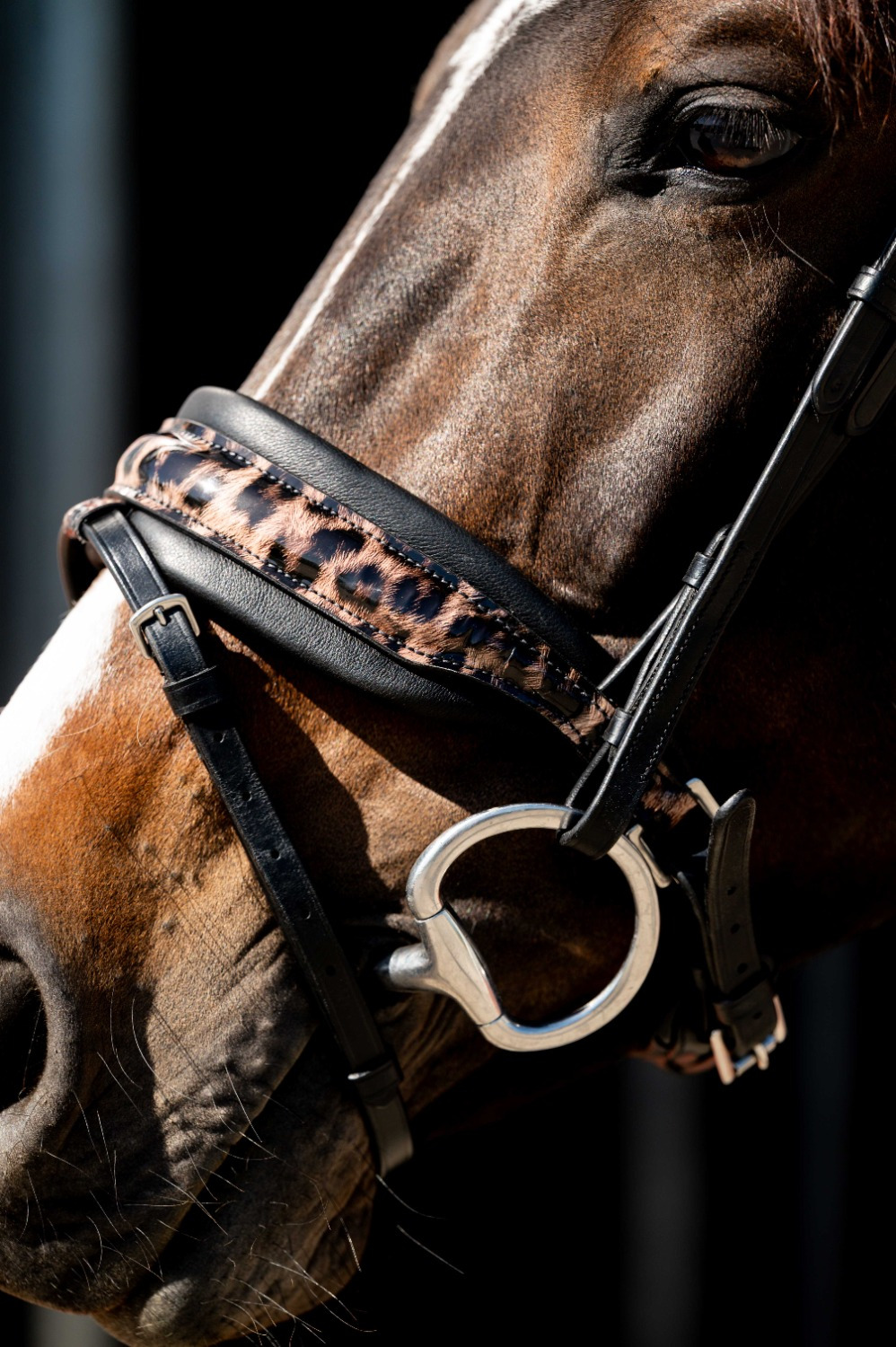HB Showtime Bridle Leopard