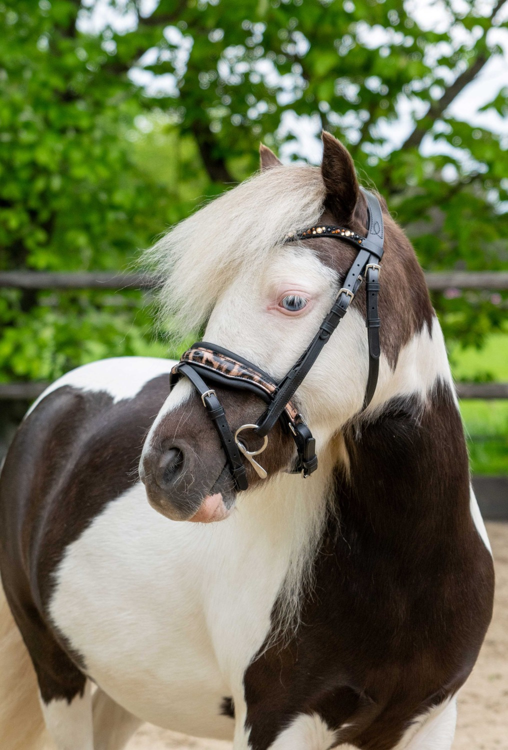 HB Showtime Leopard Bridle Little Sizes