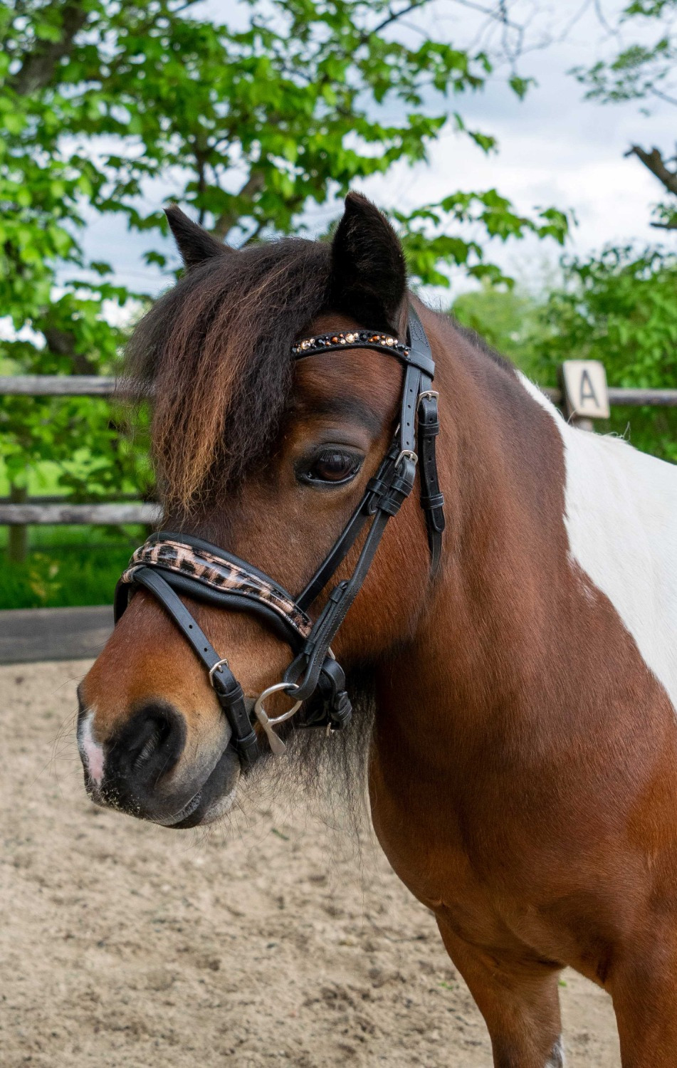 HB Showtime Leopard Bridle Little Sizes