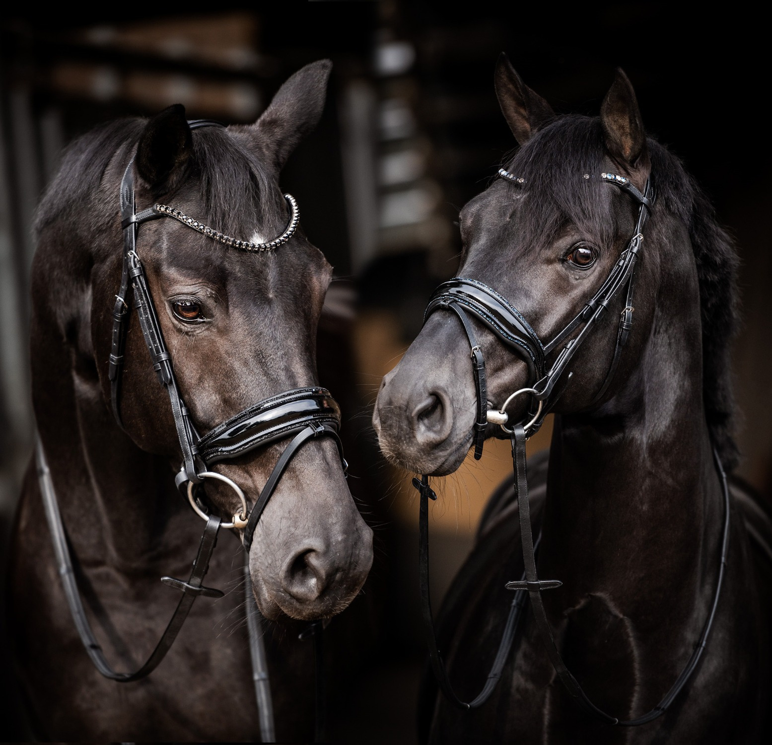 HB Showtime Bridle Evalira
