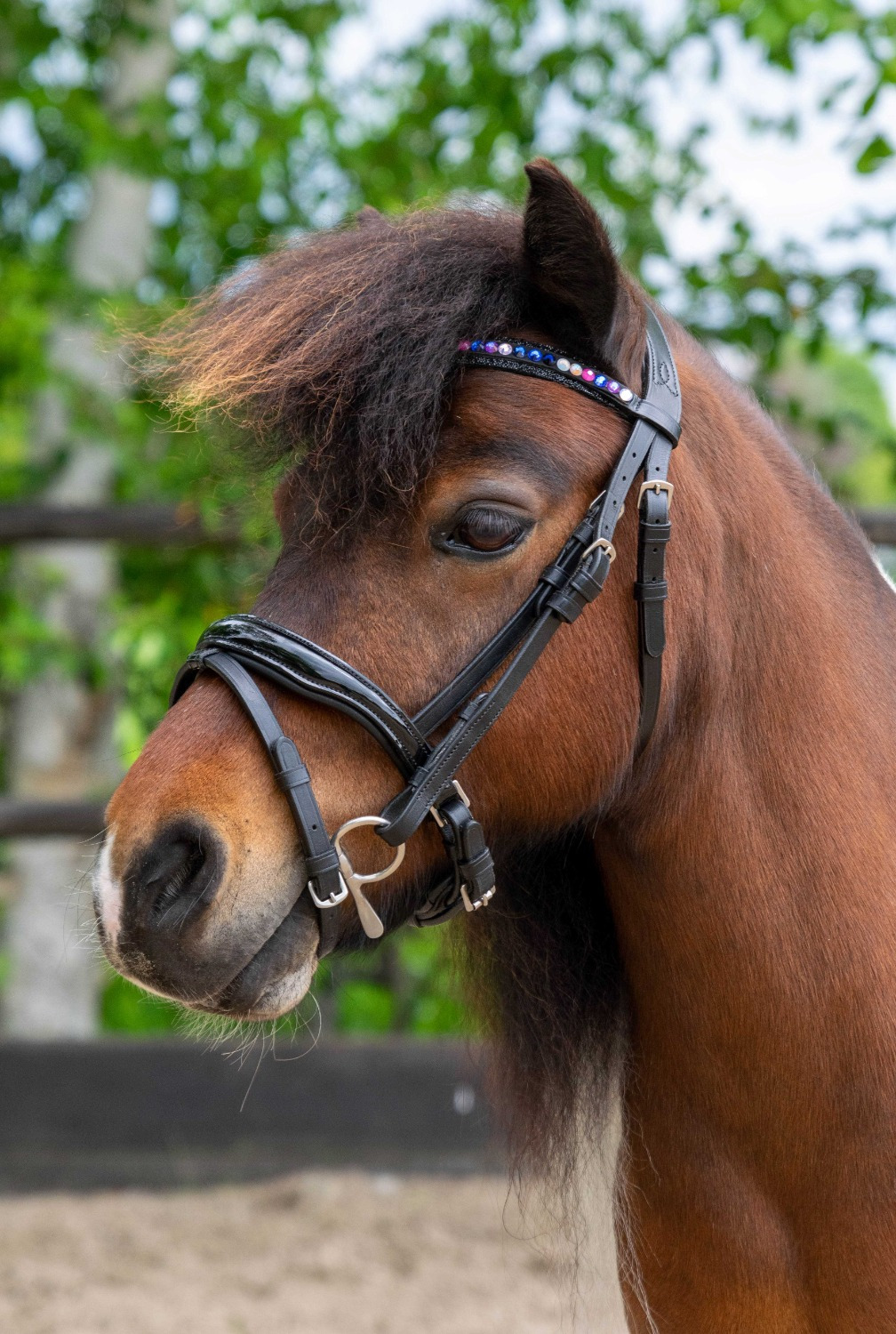 HB Showtime Bridle Petit Royal Little Sizes