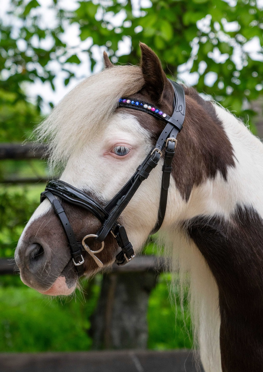 HB Showtime Bridle Petit Royal Little Sizes