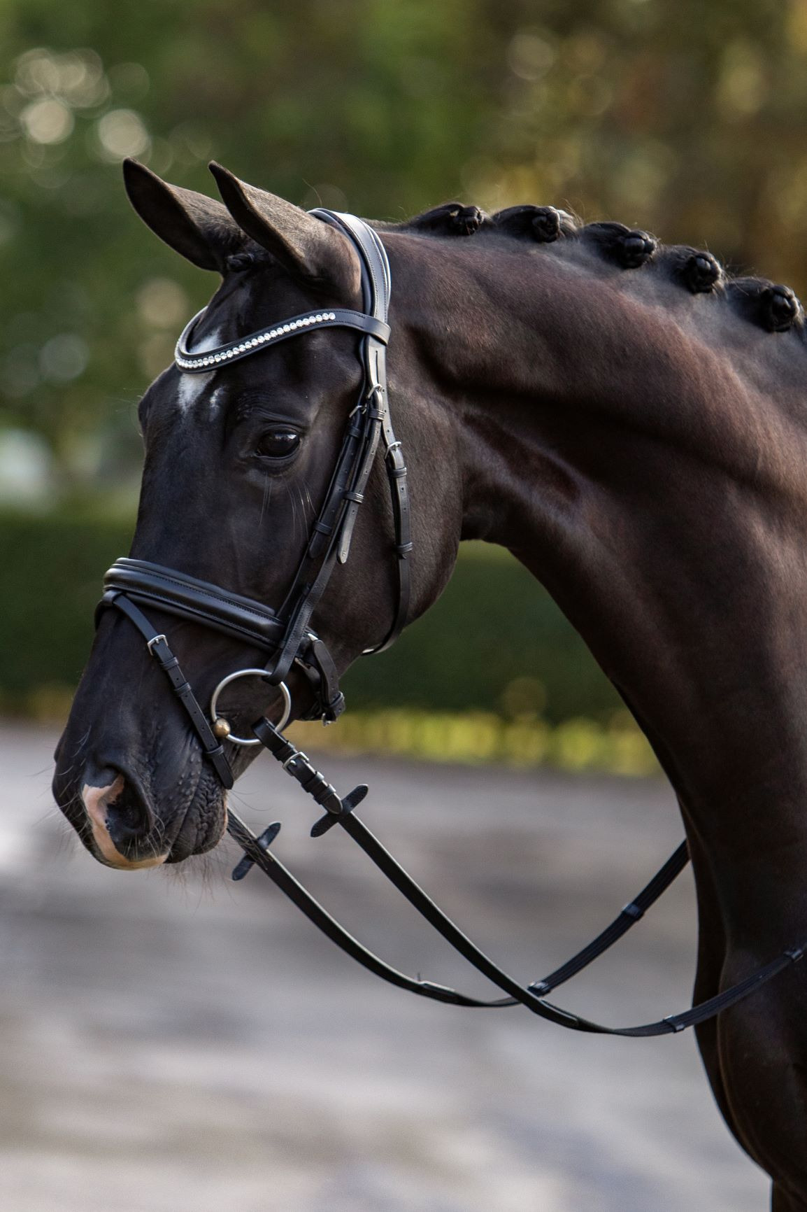 HB Showtime Bridle Stars