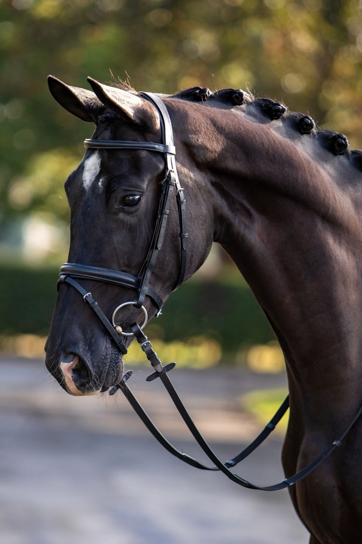 HB Showtime Bridle Standard