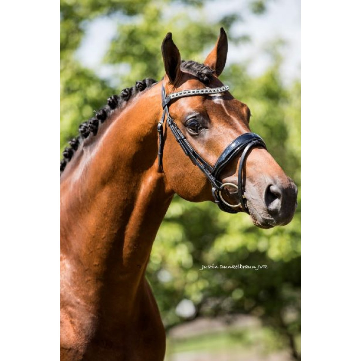 HB Showtime Bridle Jan van Westerhuis 