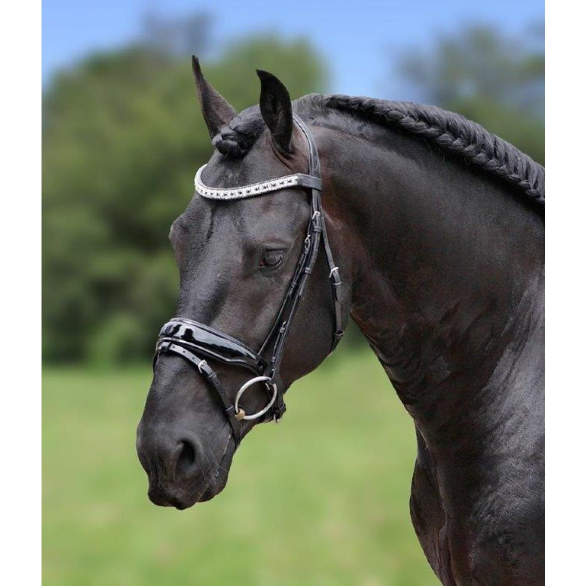 HB Showtime Bridle Jan van Westerhuis 