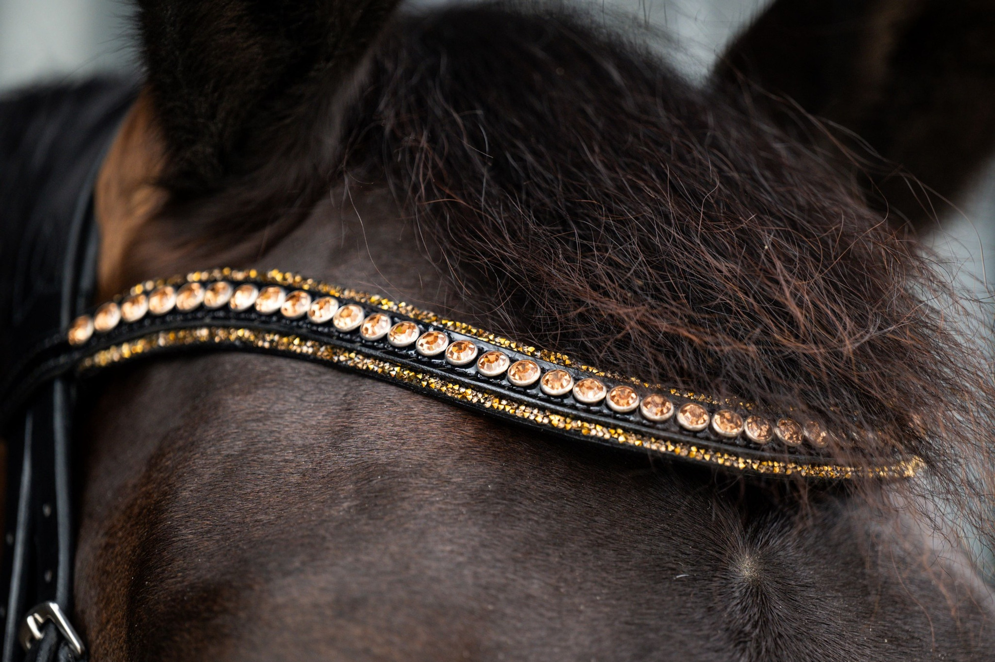 HB Showtime Bridle Golden Dreams