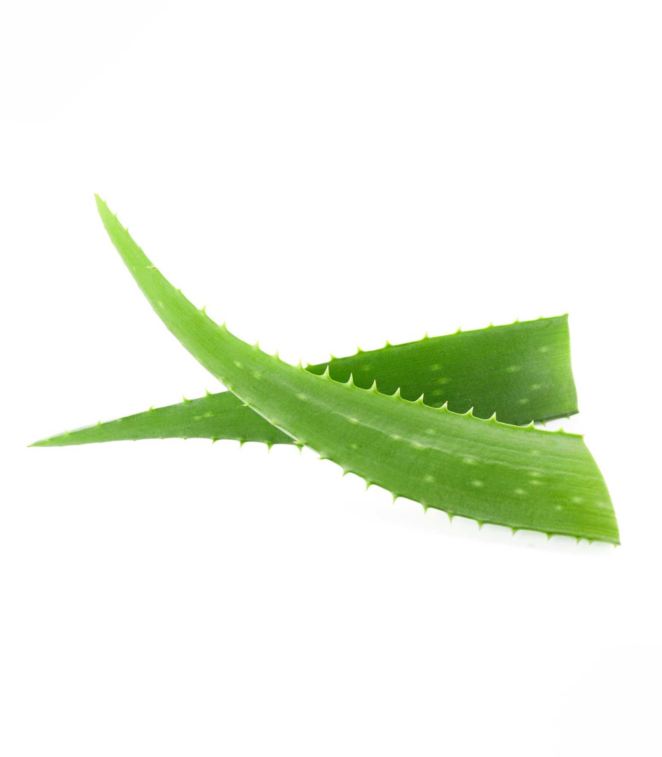 Waldhausen Vacht- en Manenspray Aloe Vera