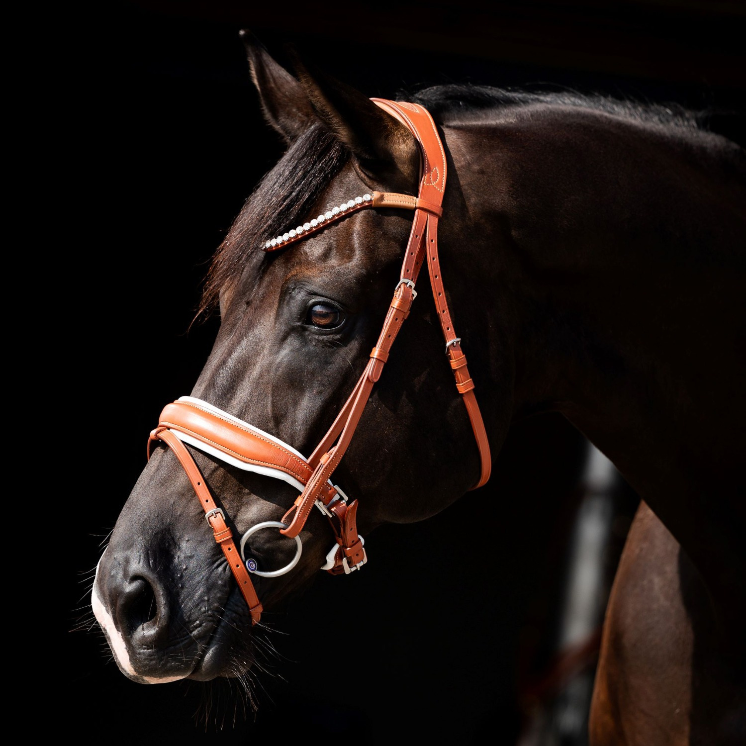 HB Showtime Bridle Chestnut