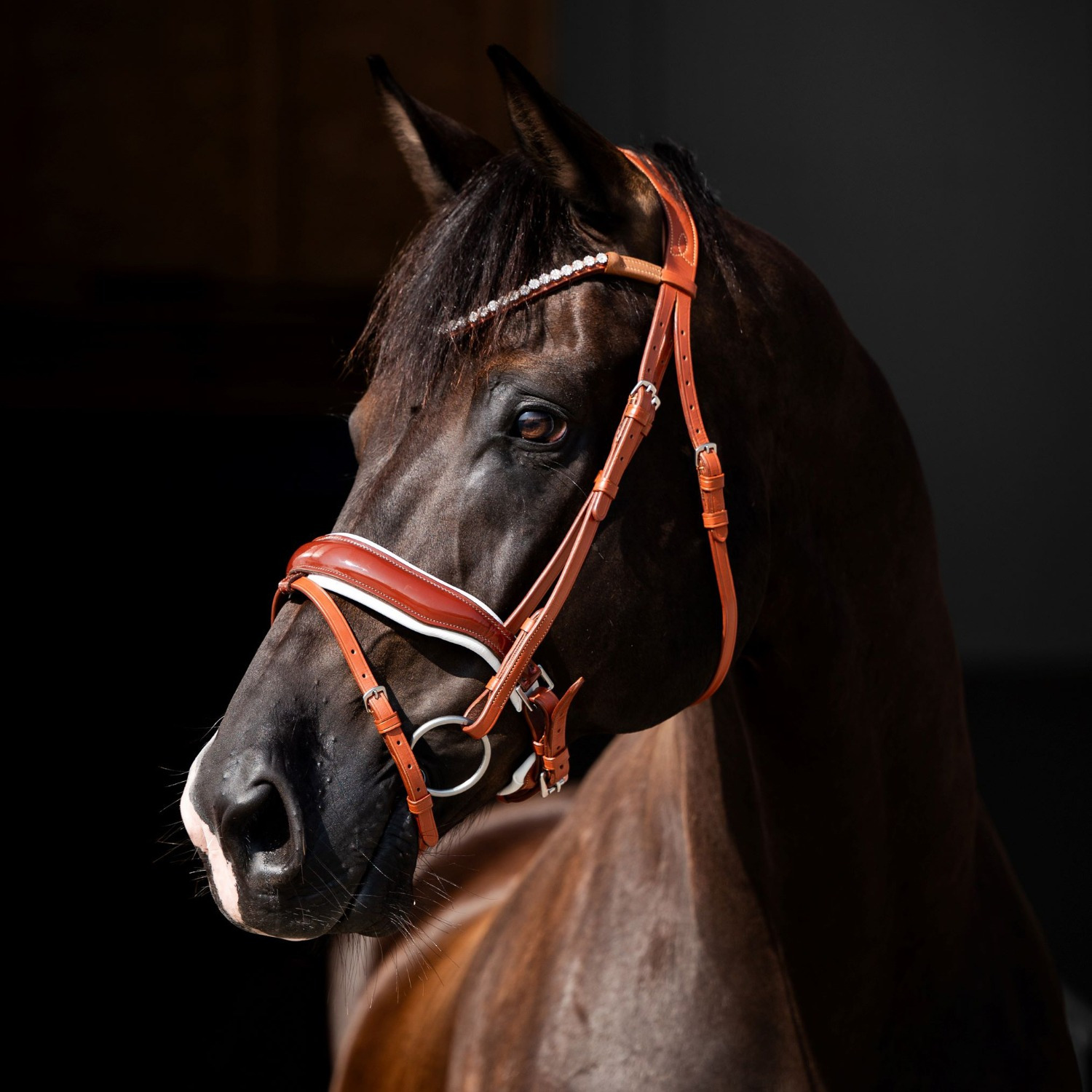 HB Showtime Bridle Ulani