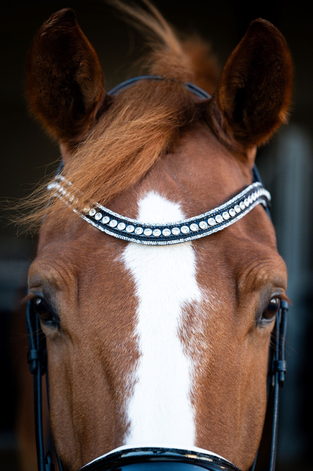 HB Showtime Browband Beauty