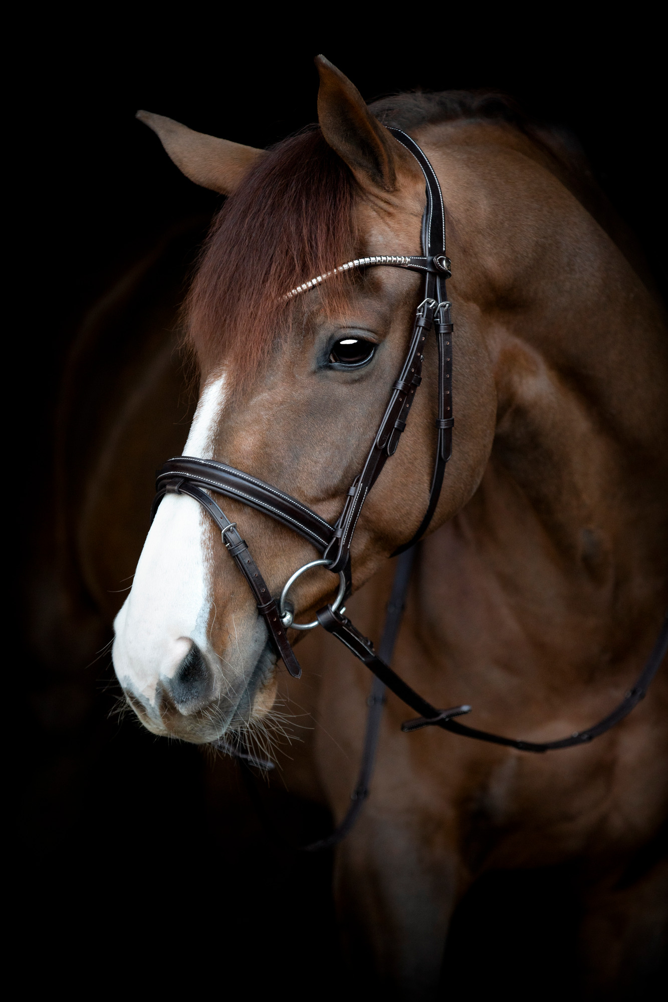 Catago Brooklyn Bridle with Flash Noseband