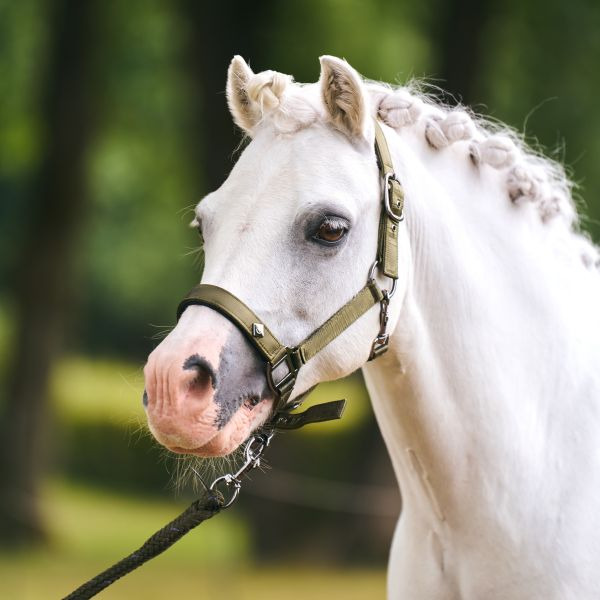 Imperial Riding SS26 Halter IRHRebel