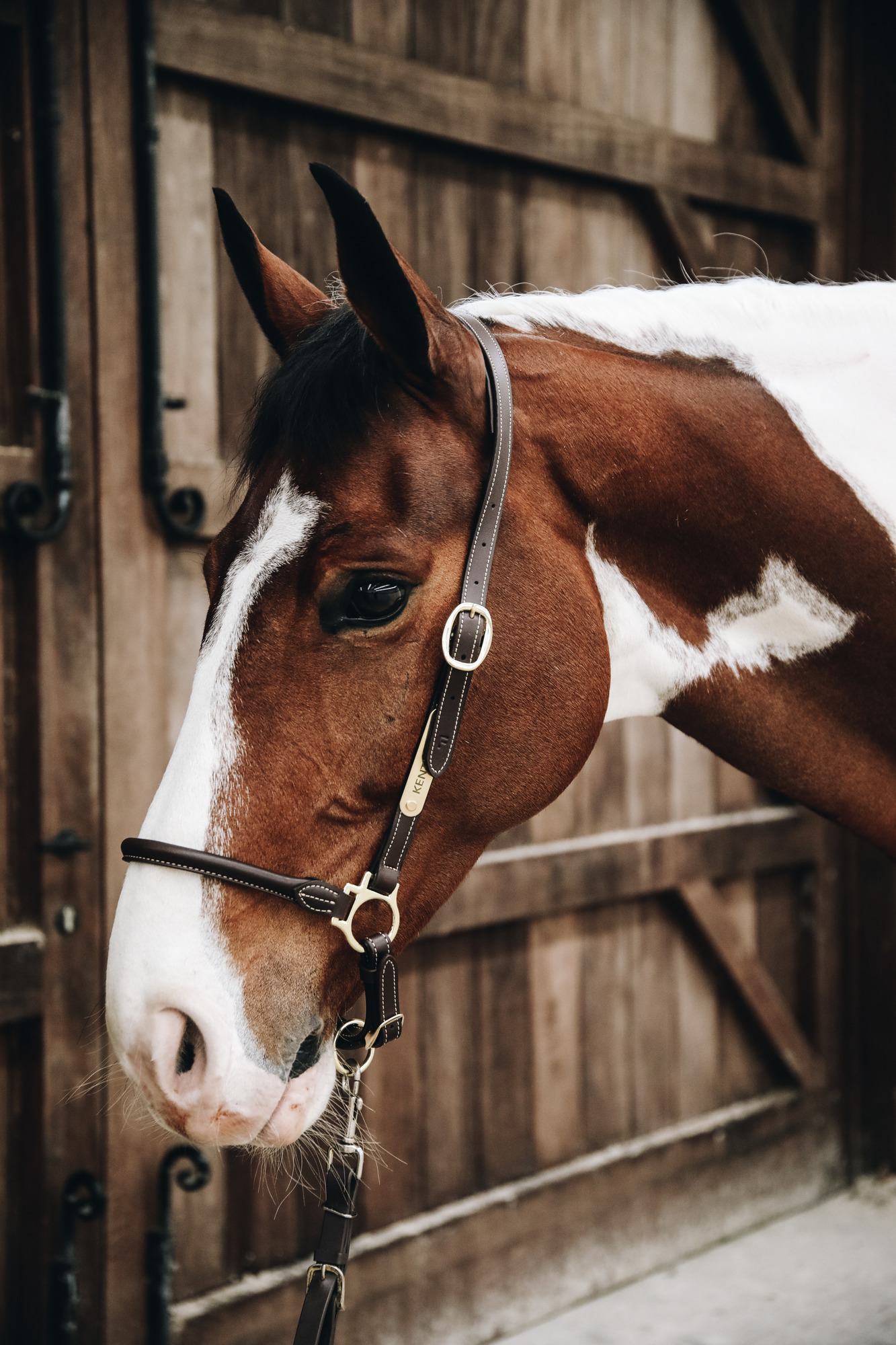 Kentucky Lederhalfter Grooming