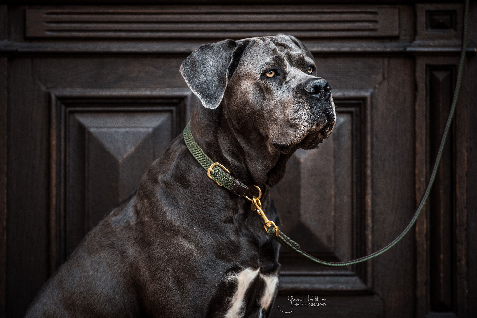 Kentucky Dog Lead Plaited Nylon