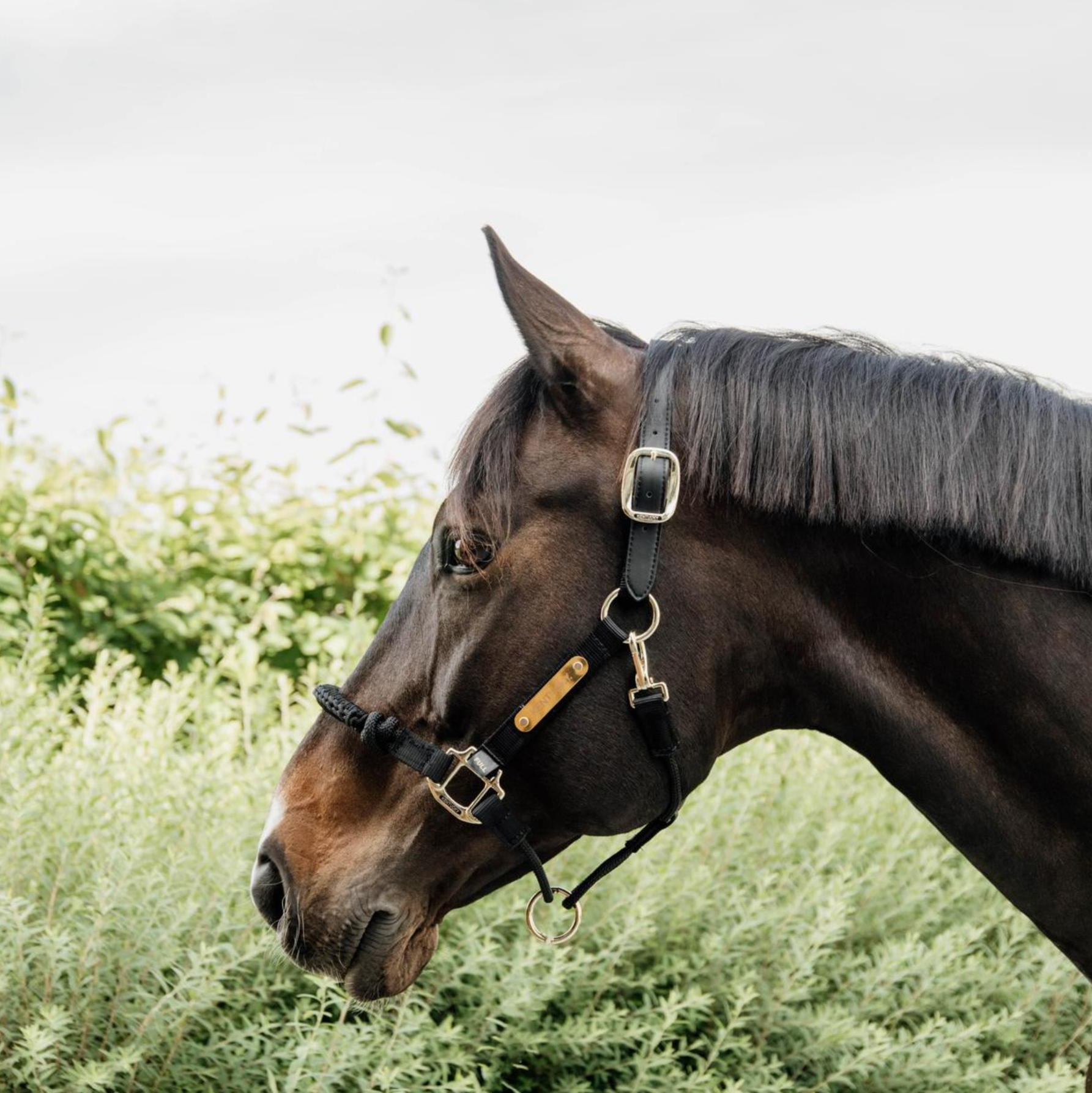 Kentucky Control Halter