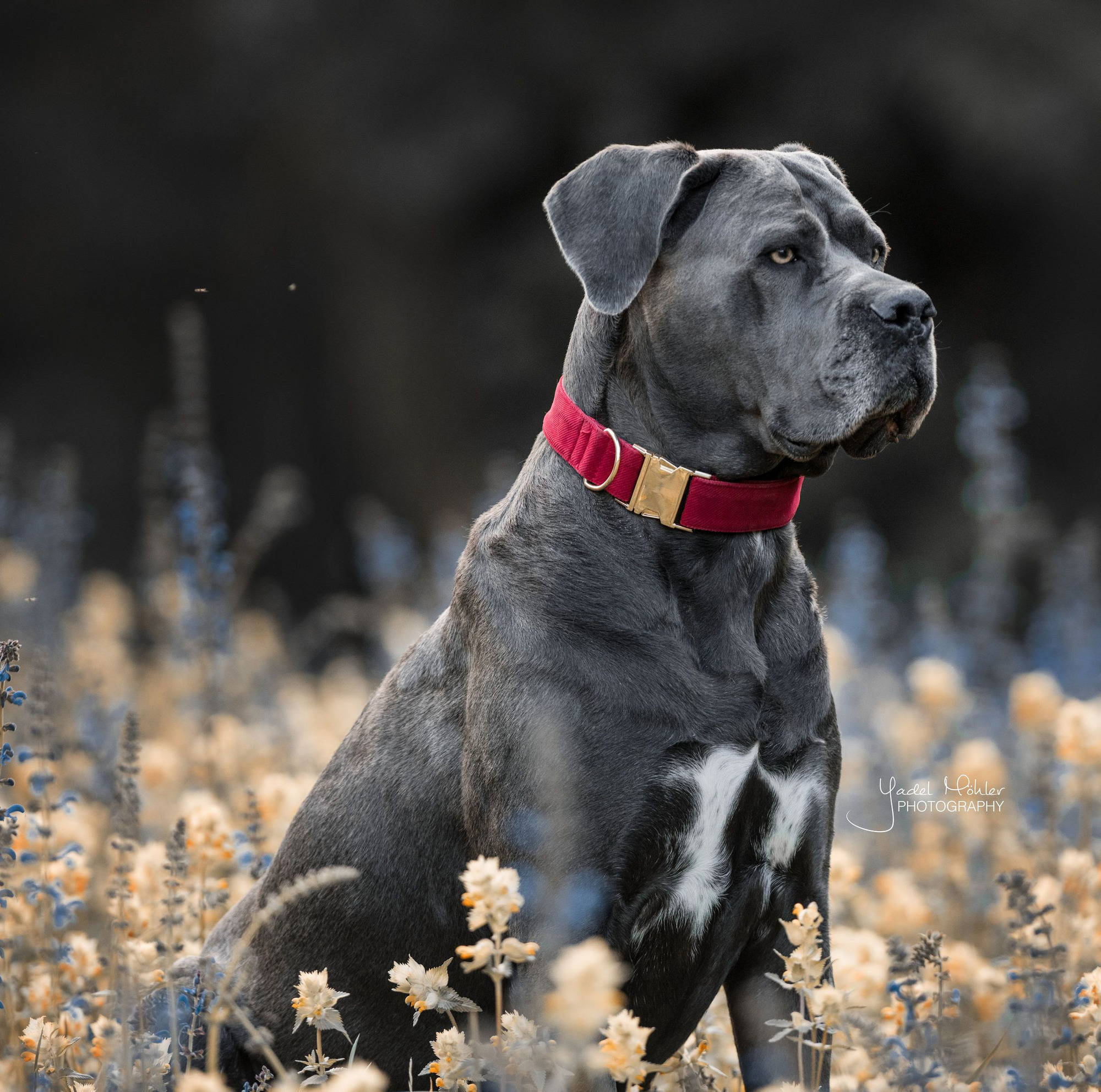Kentucky Hundehalsband Corduroy