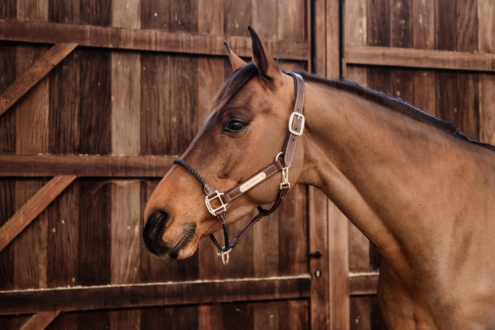 Kentucky Leather Rope Noseband Halter