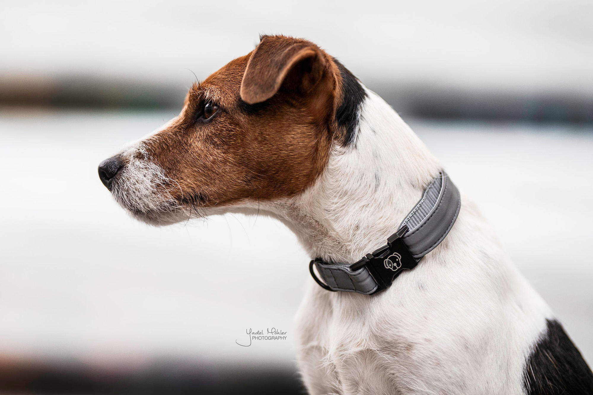 Kentucky Dog Collar Reflective