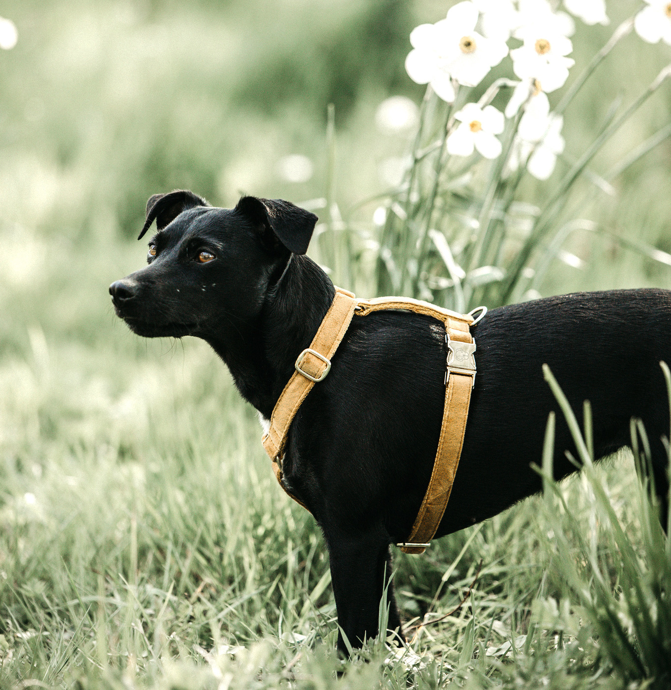 Kentucky Dog Harness Loop Velvet