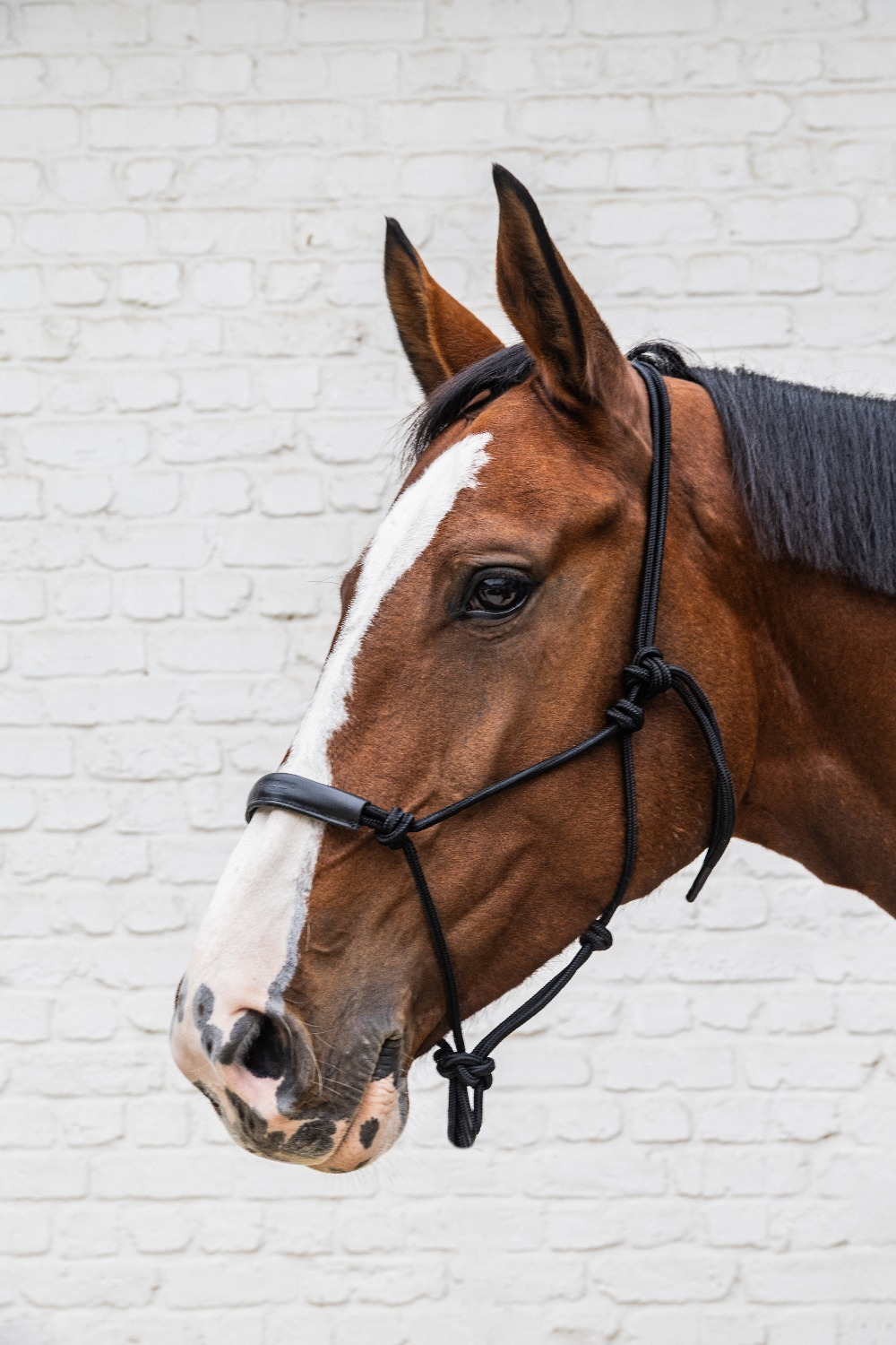 Kentucky Knotenhalfter