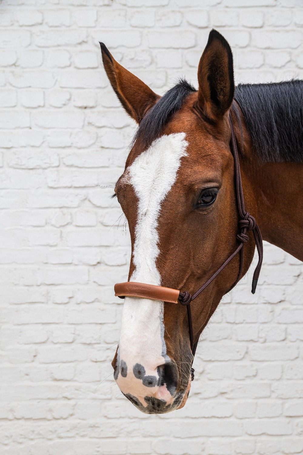 Kentucky Knotenhalfter