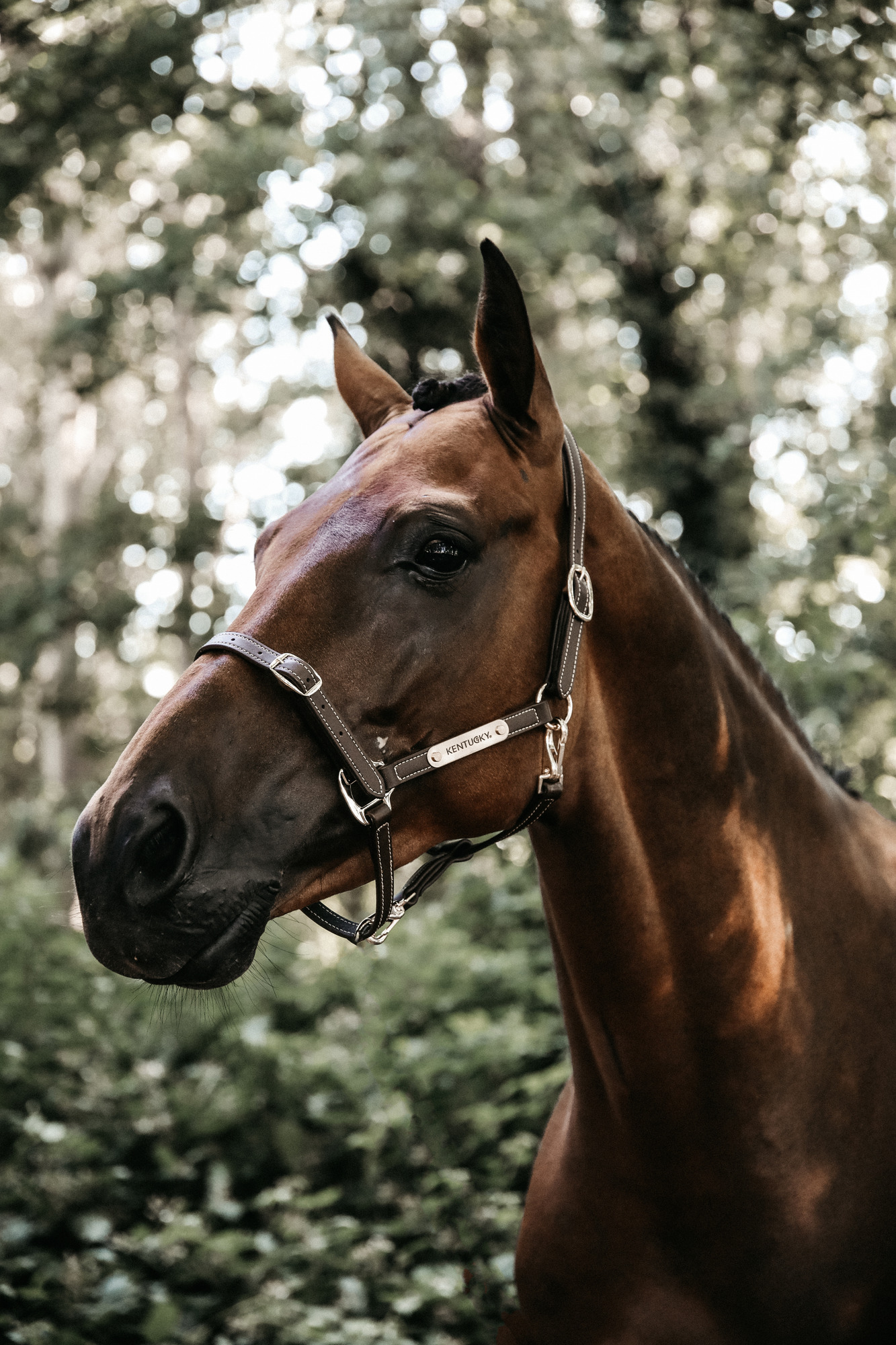 Kentucky Lederhalfter Flexibel