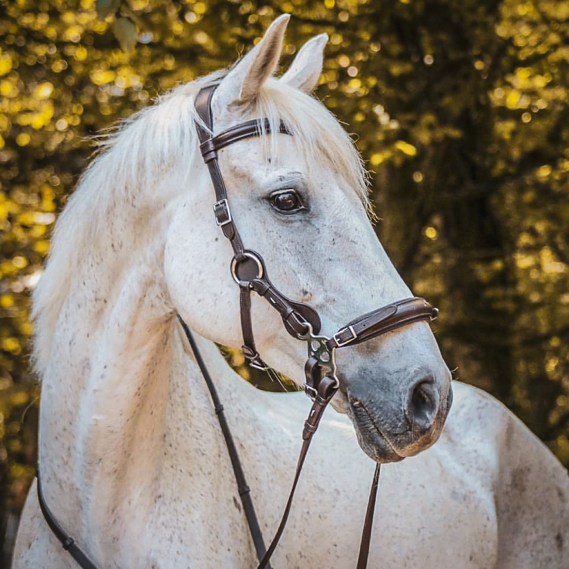 FRA Hackamore Trense Calli