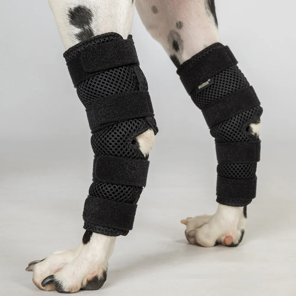 Back on Track Hund Gemaschen Dixie