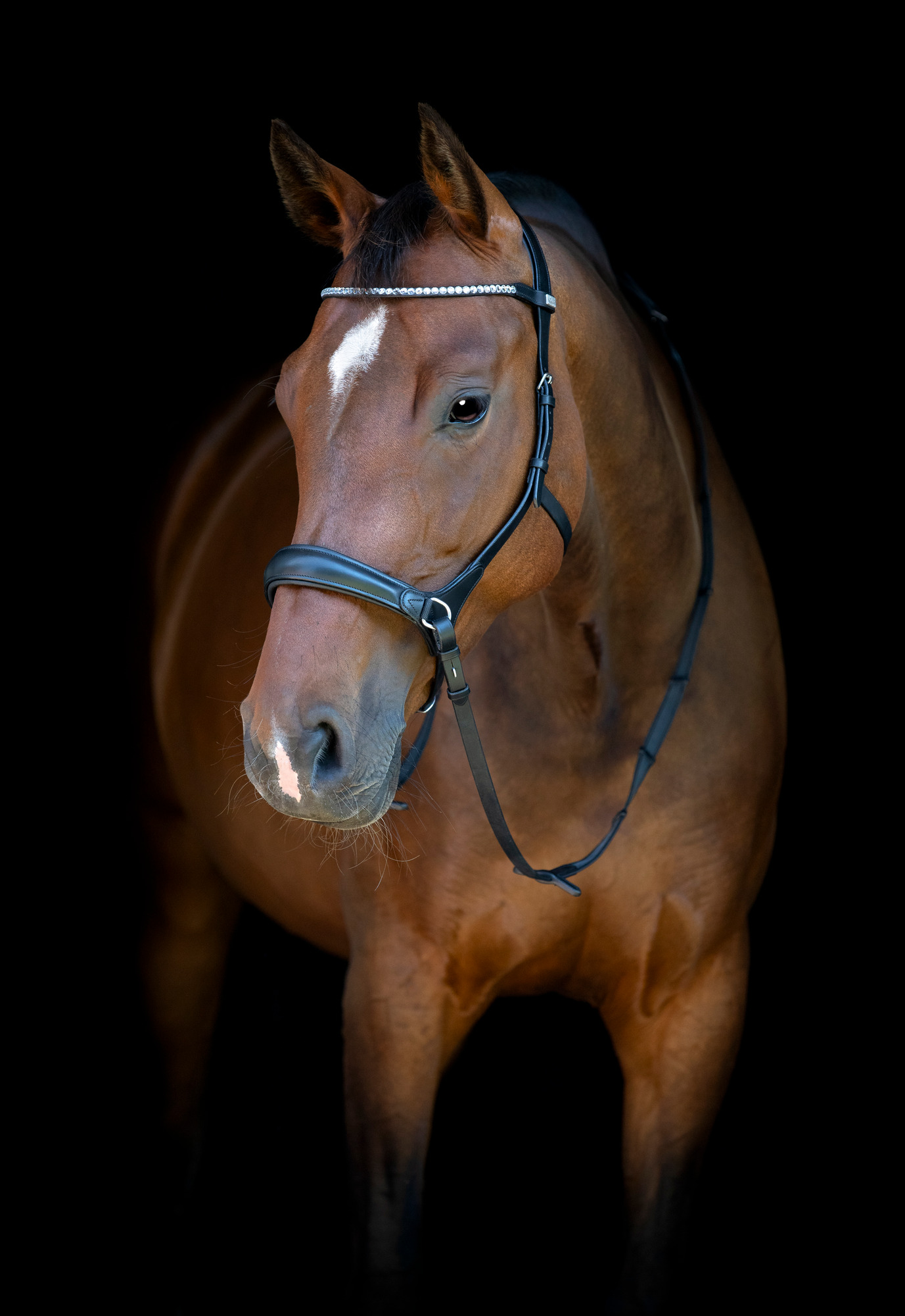 HorseGuard SS26HG Gebisslose Trense