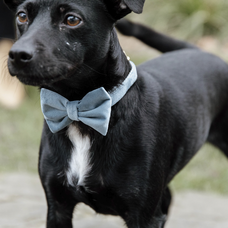 Kentucky Bow Tie Velvet