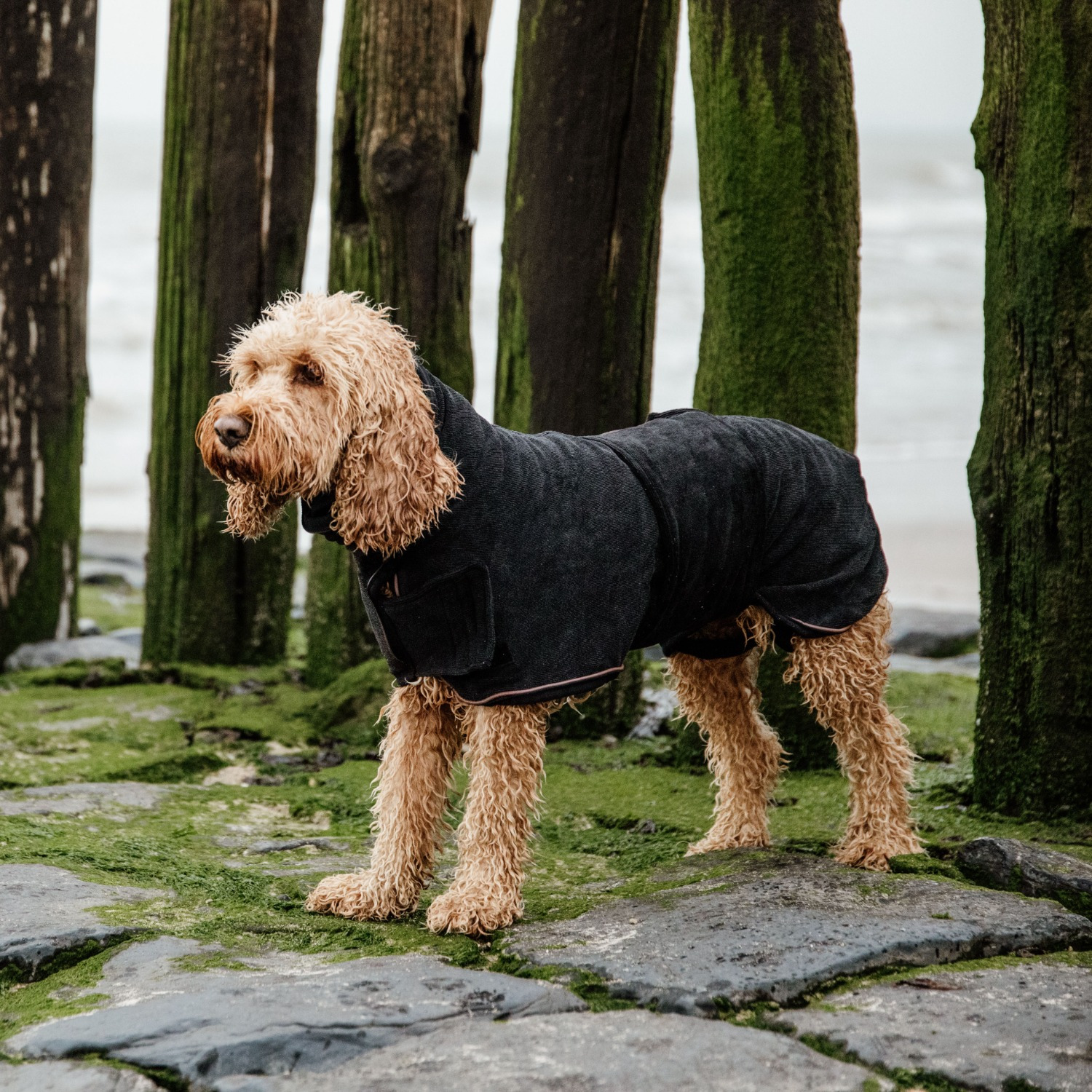 Kentucky Hundejacke Handtuch
