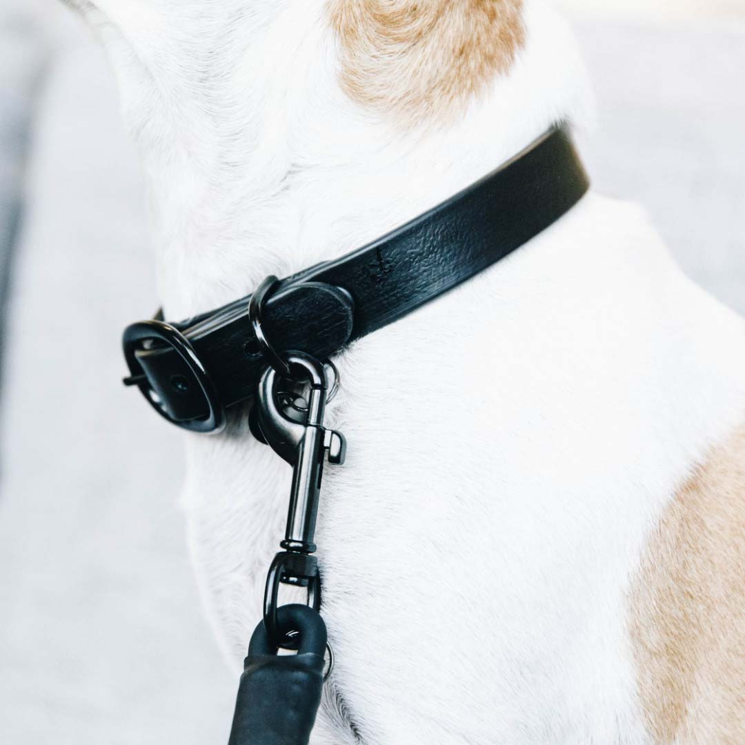 Kentucky Soft Rubber Dog Collar