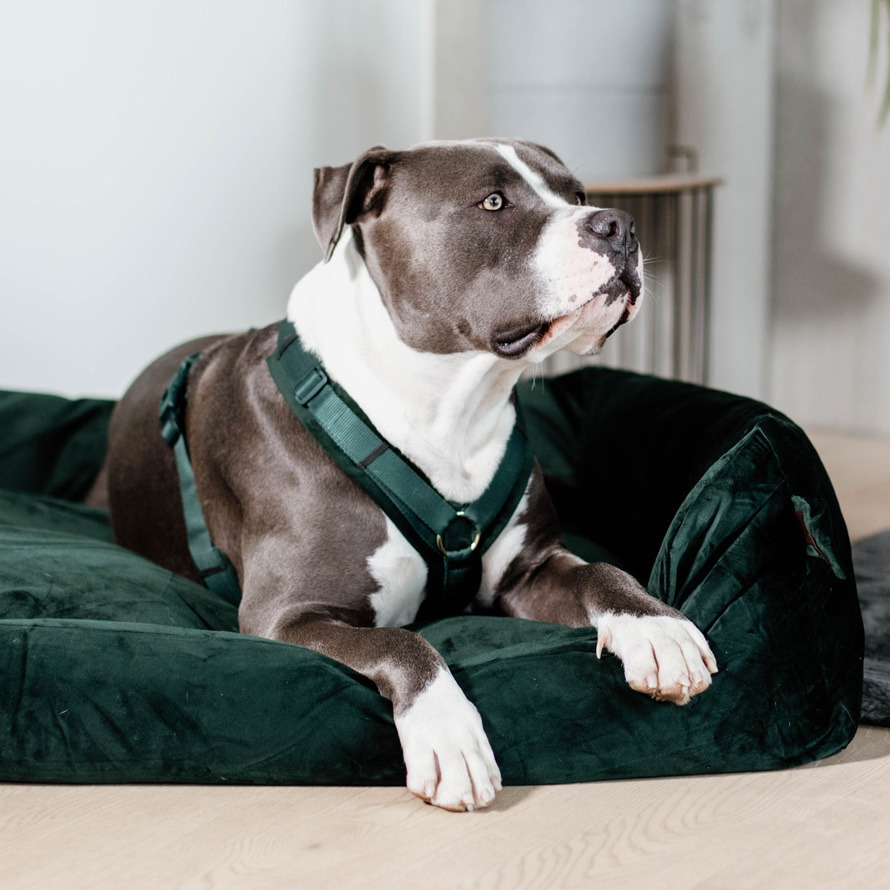 Kentucky Dog Harness Active Velvet