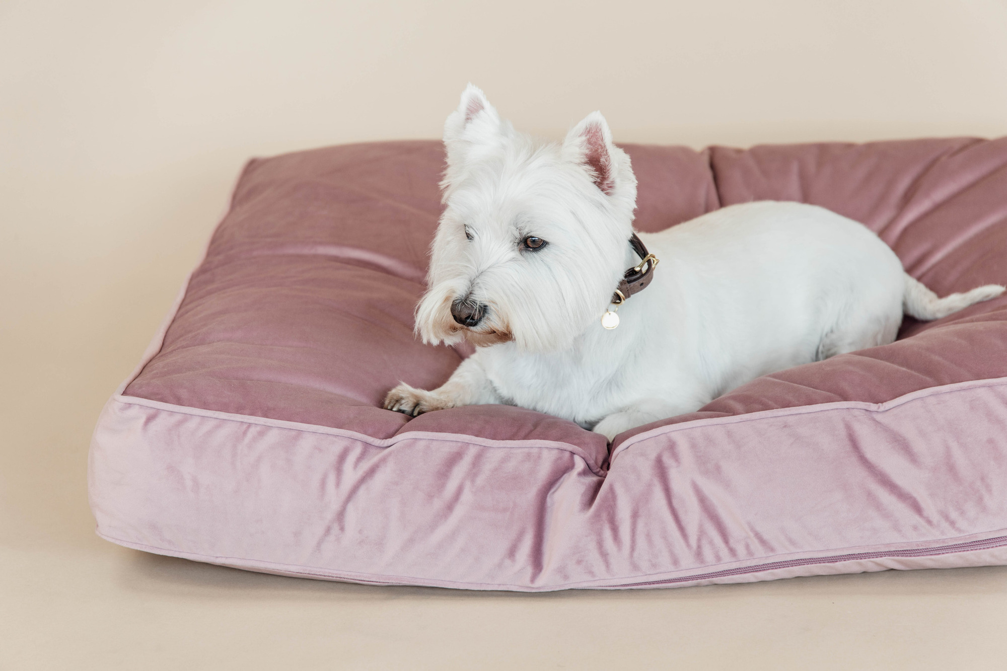 Kentucky Hundekissen Velvet