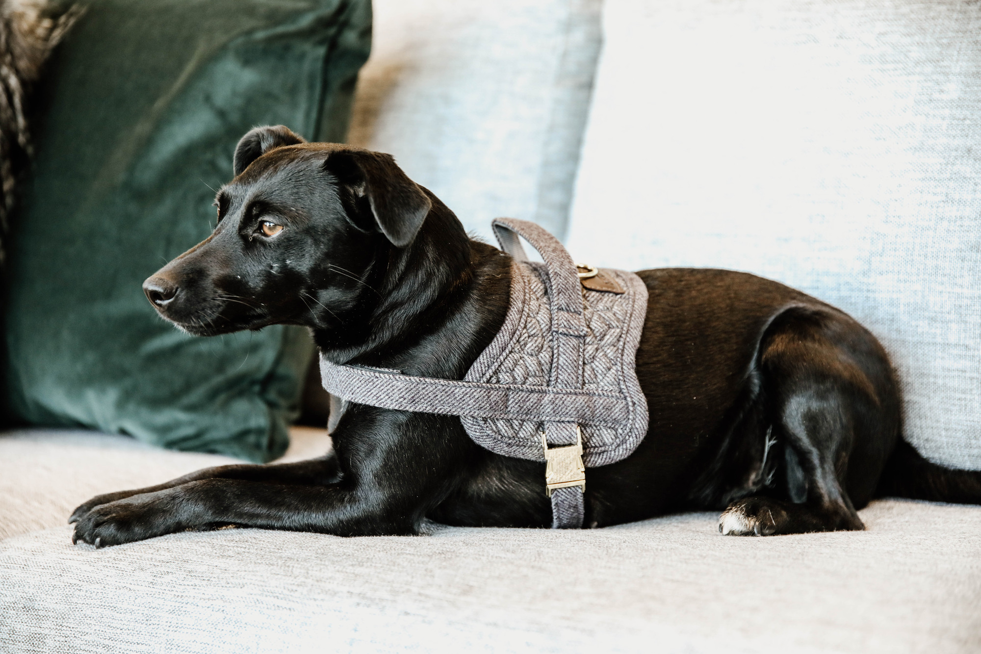 Kentucky Dog Harness Body Safe Wool
