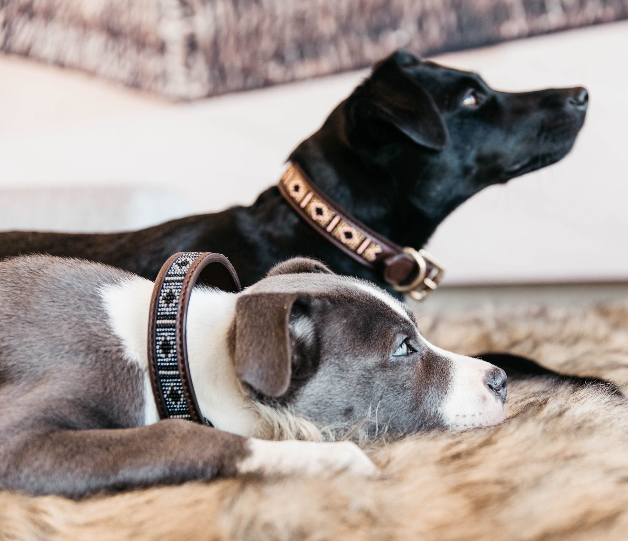 Kentucky Dog Collar with Handmade Pearls