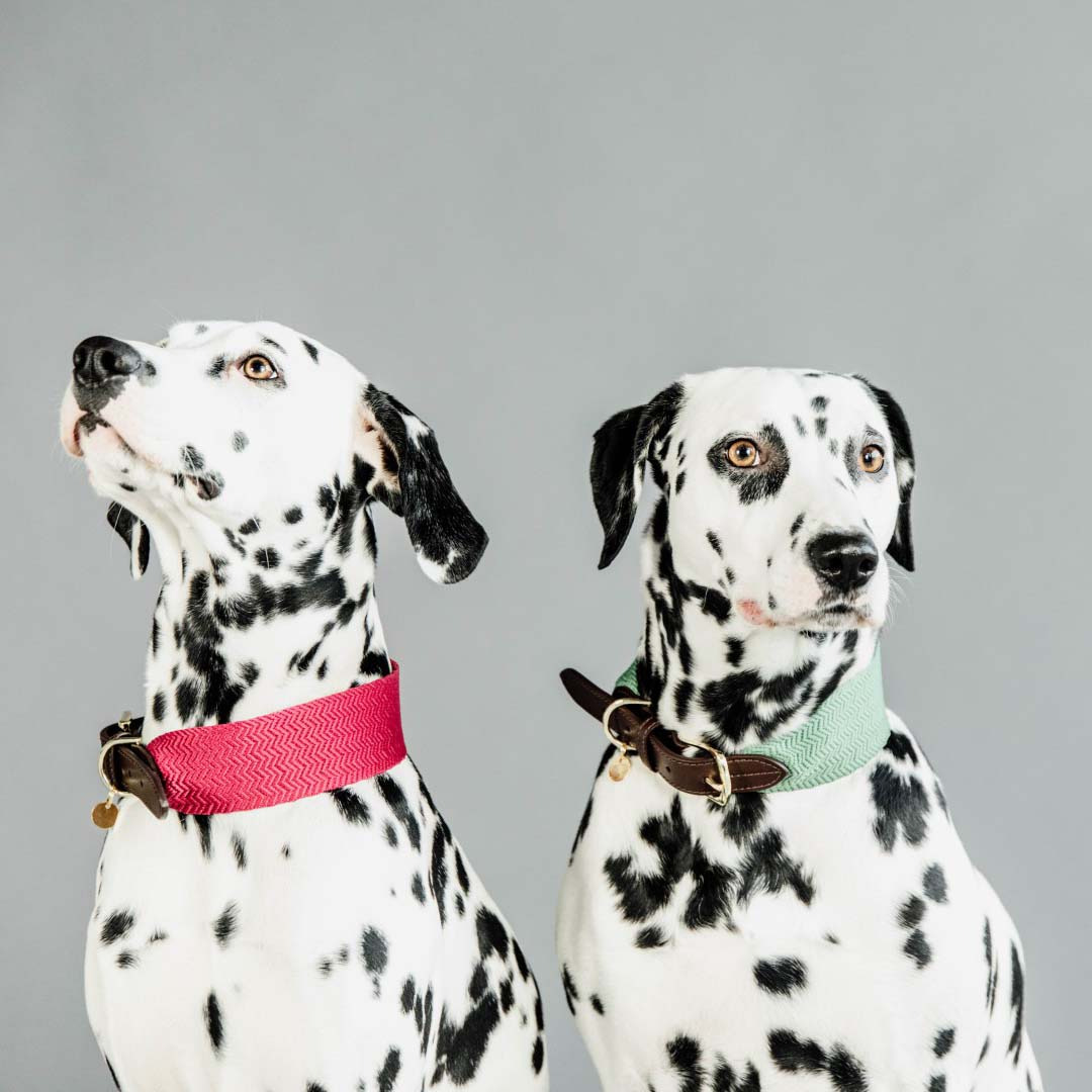 Kentucky Jacquard Dog Collar