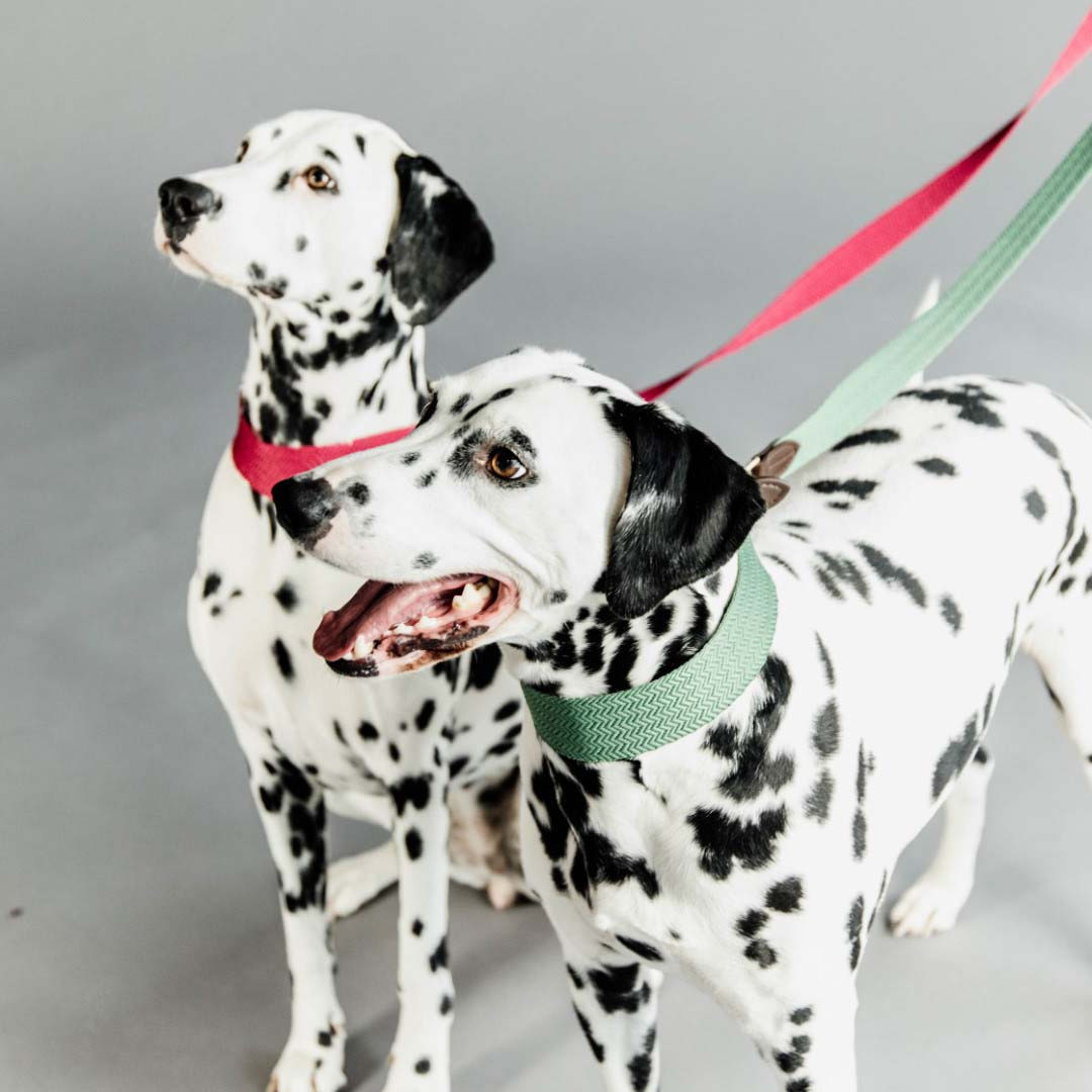 Kentucky Jacquard Dog Leash 140 cm
