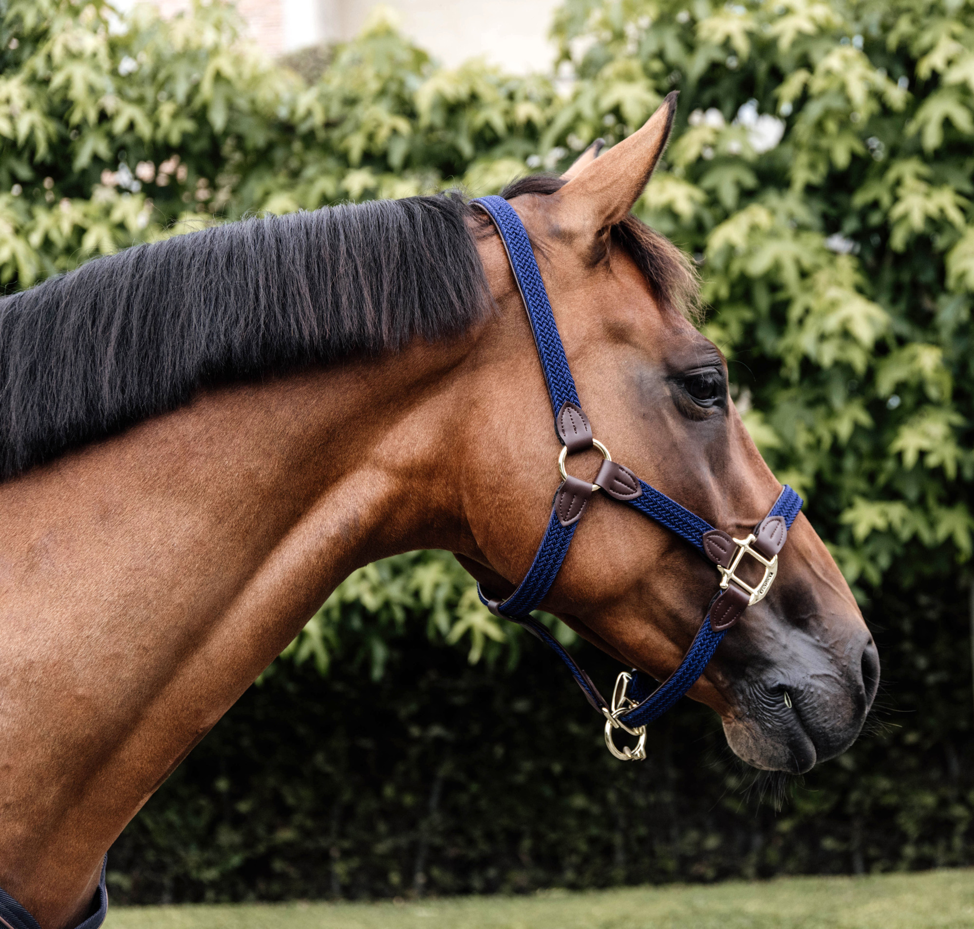Kentucky Braided Nylon Halter