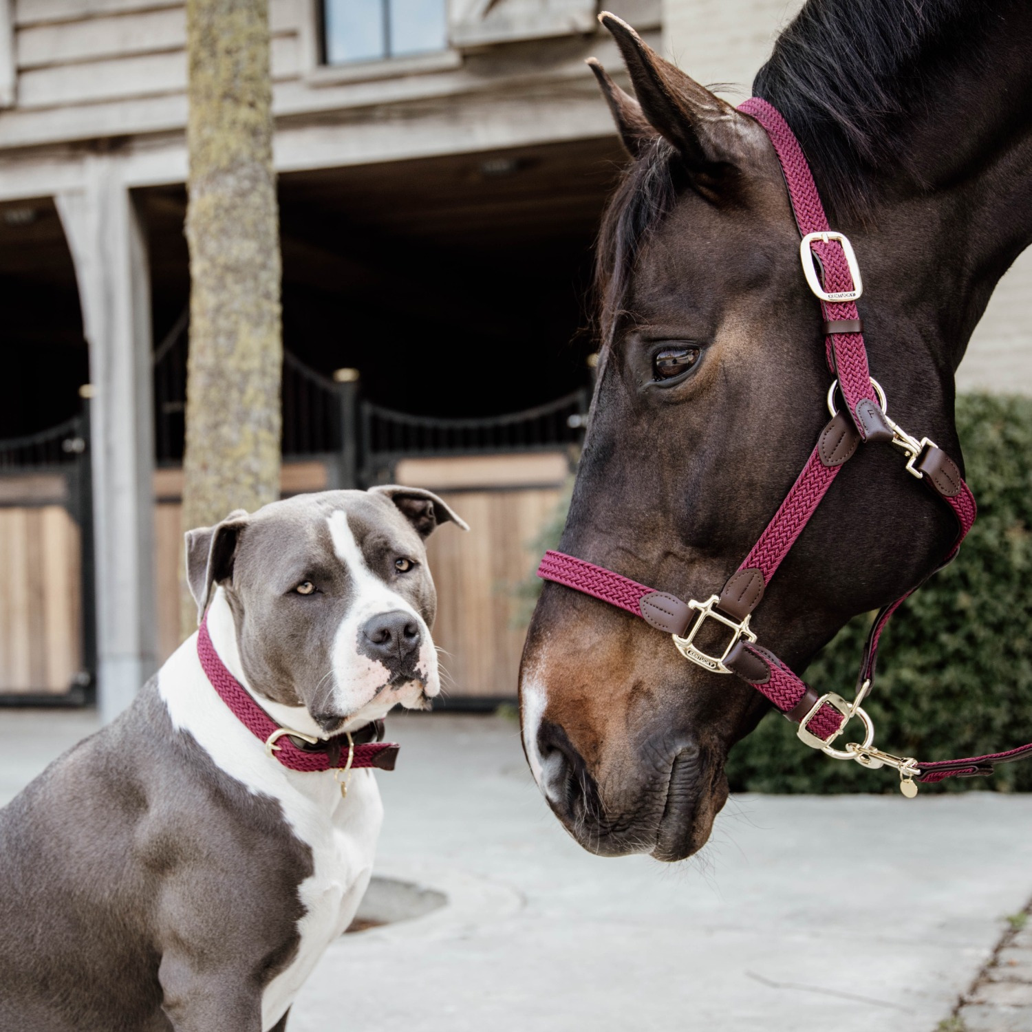 Kentucky Braided Nylon Collar
