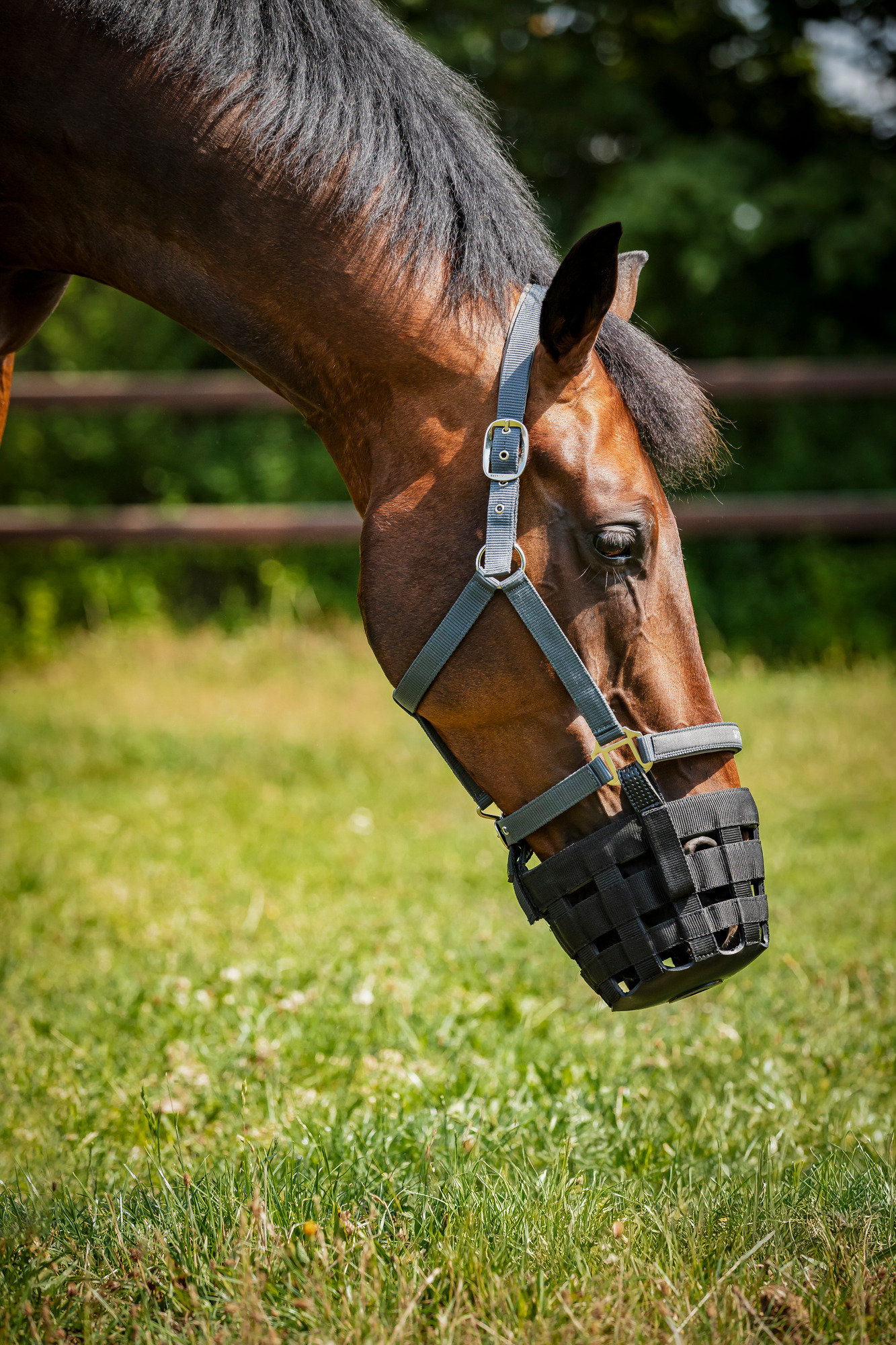 HorseGuard SS26 Grasbremse für Halfter