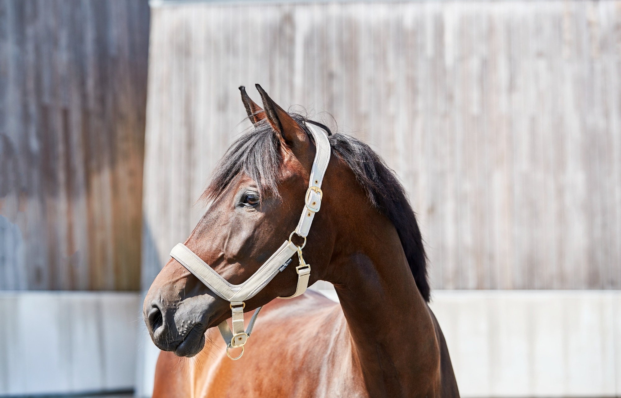 HorseGuard SS'23 anatomisches Halfter