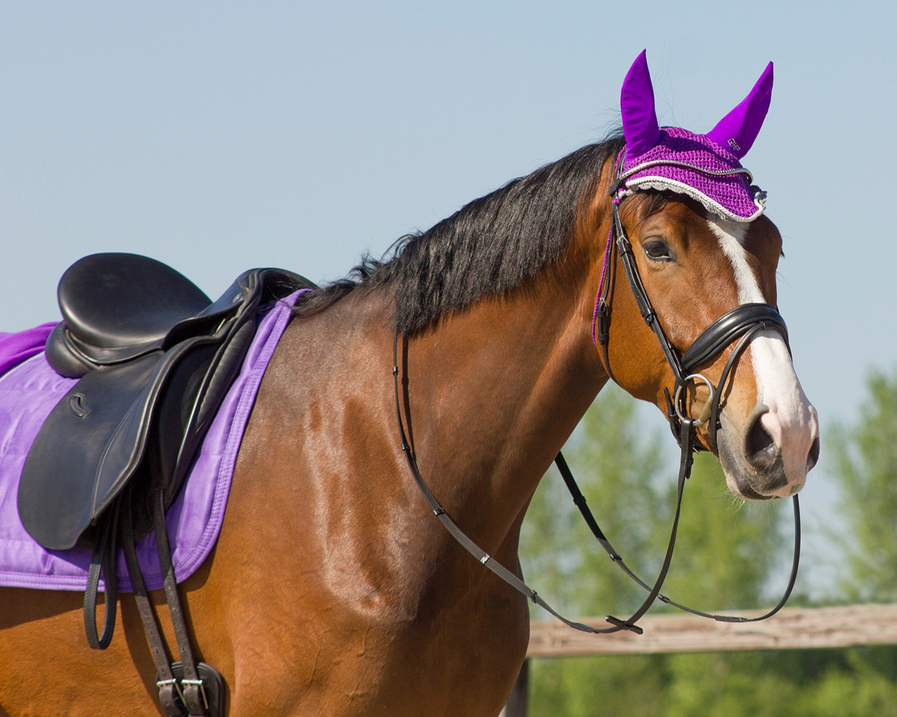 QHP Ear Net Color