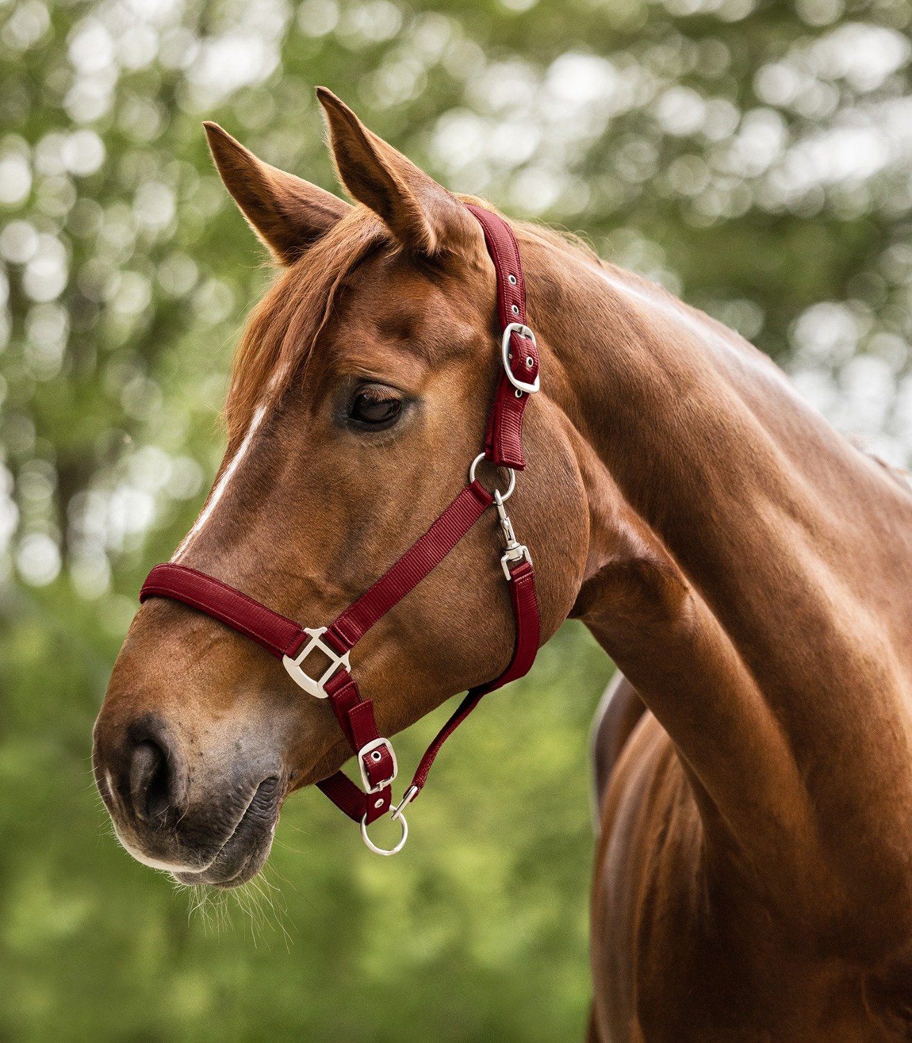 Waldhausen Halter Satin